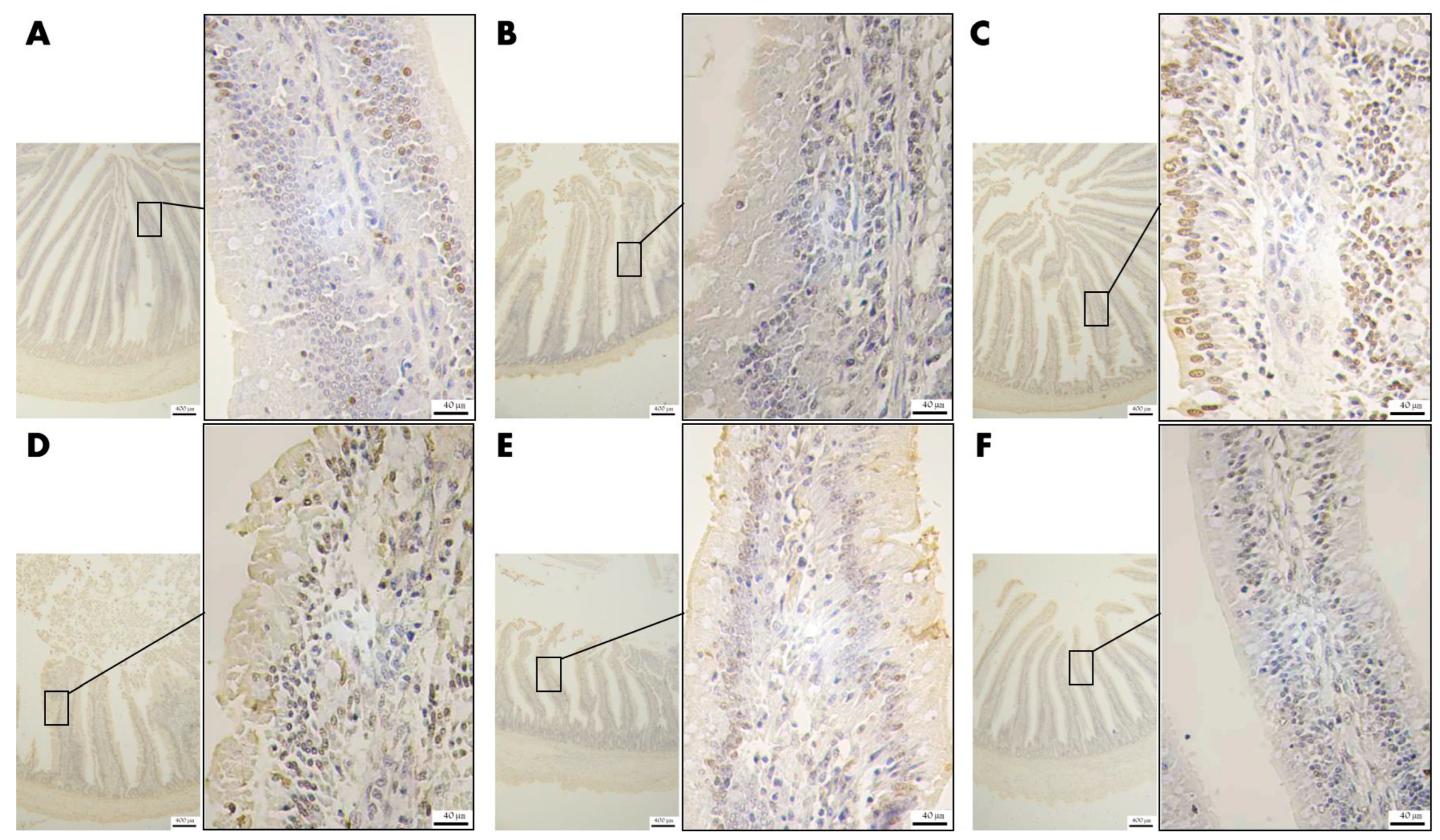 Animals 13 00711 g005