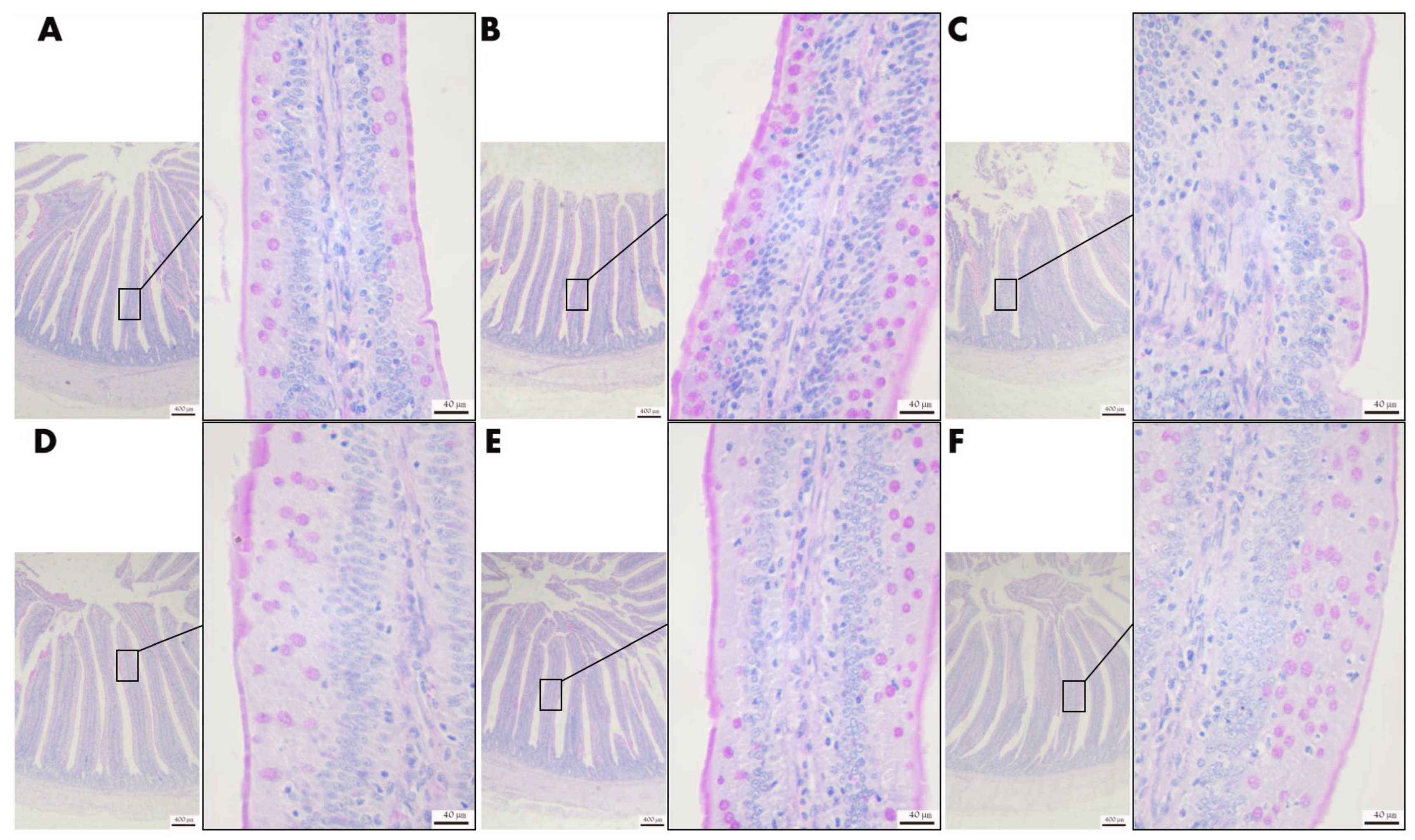 Animals 13 00711 g006