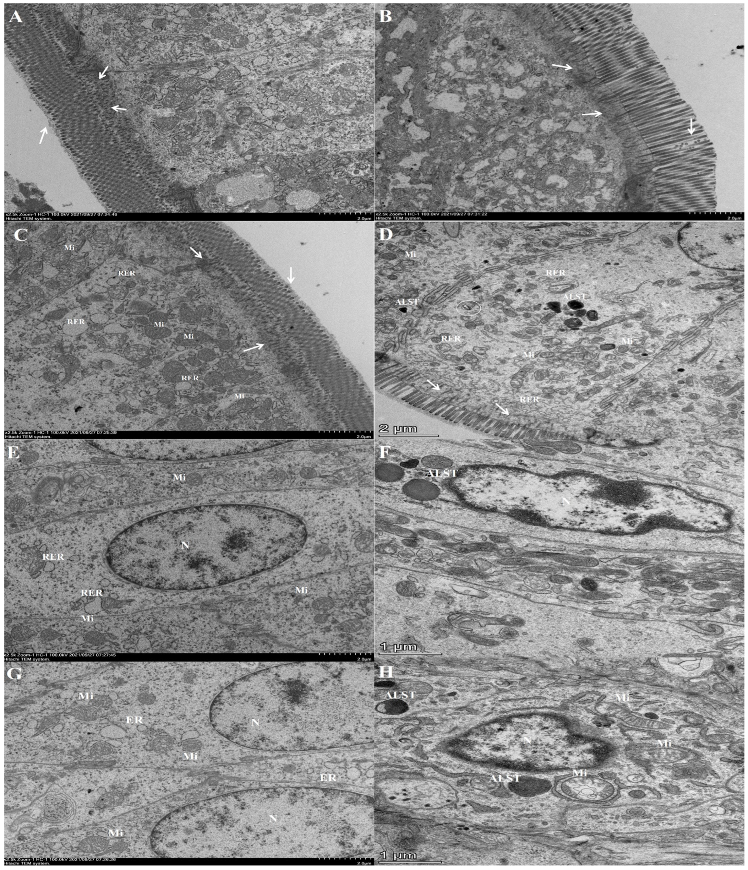 Animals 13 00749 g004