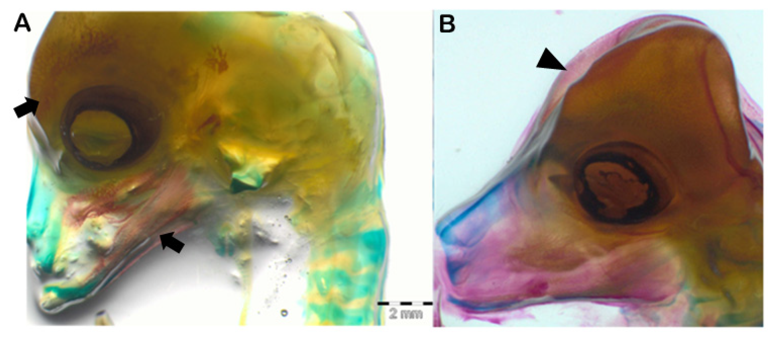 Animals 13 00773 g004