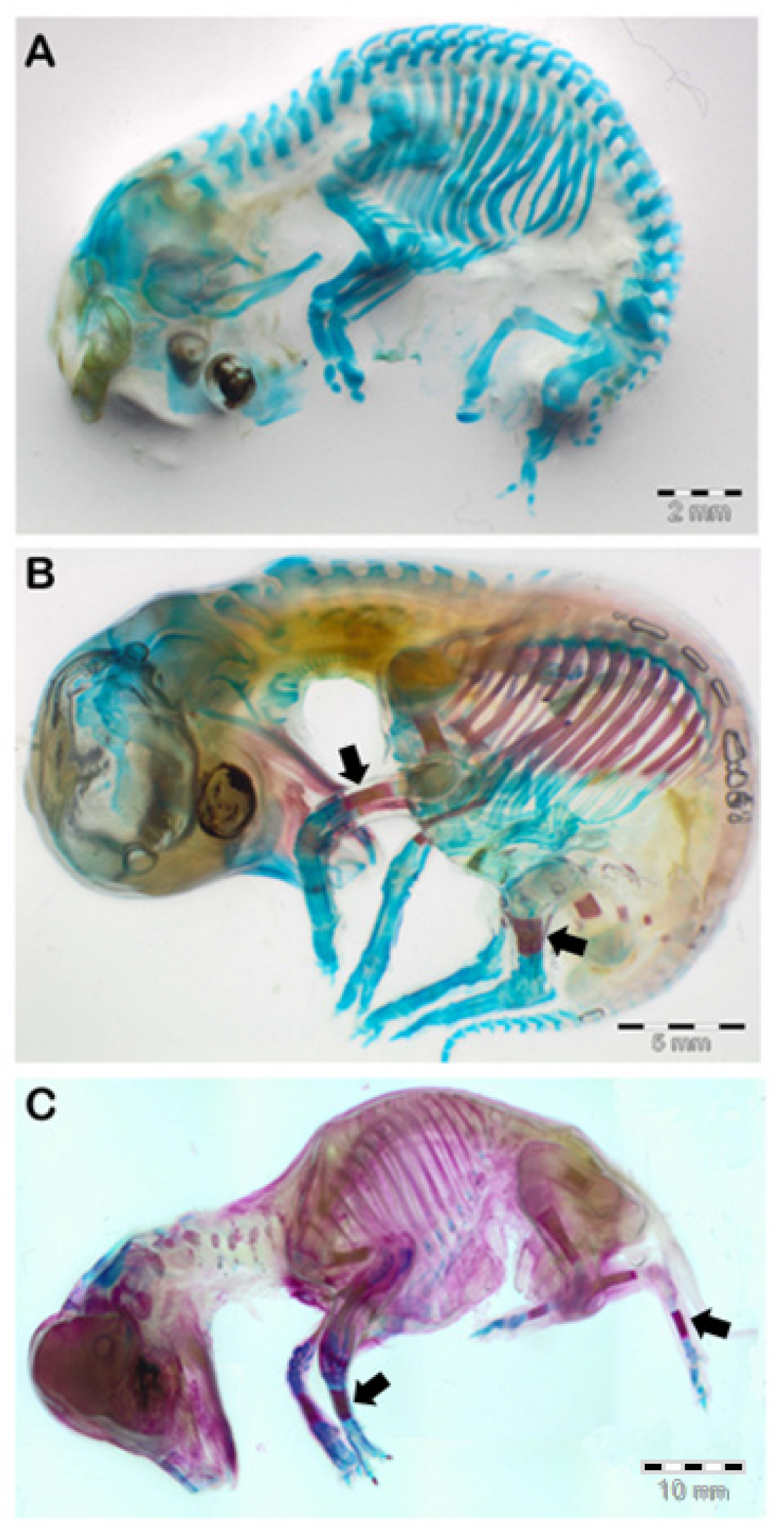 Animals 13 00773 g005