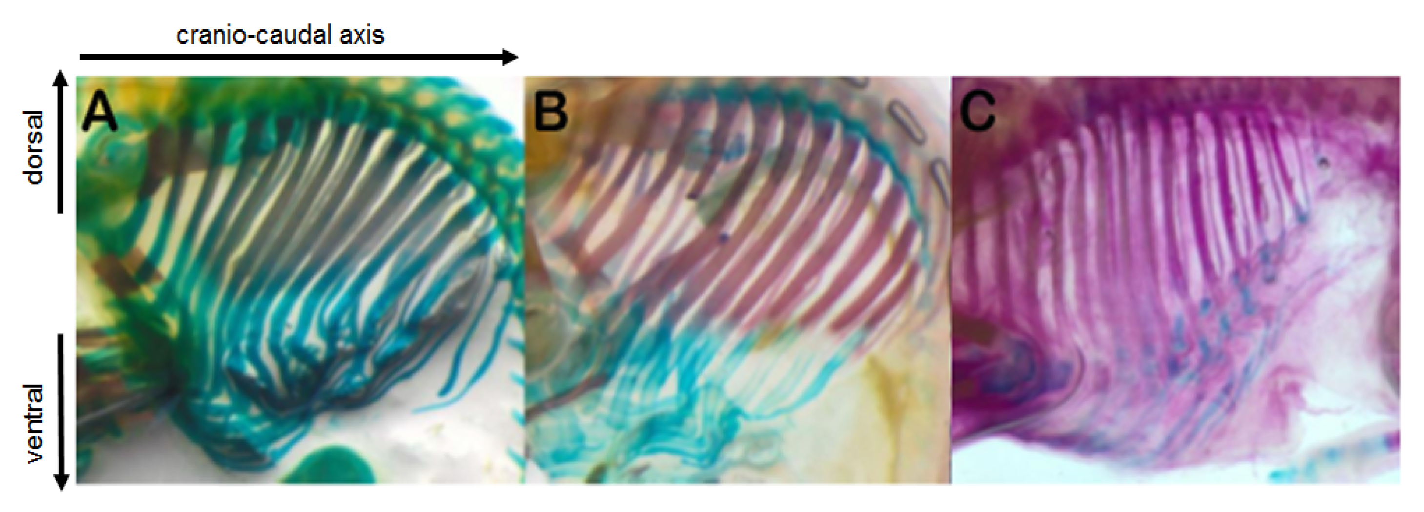 Animals 13 00773 g006