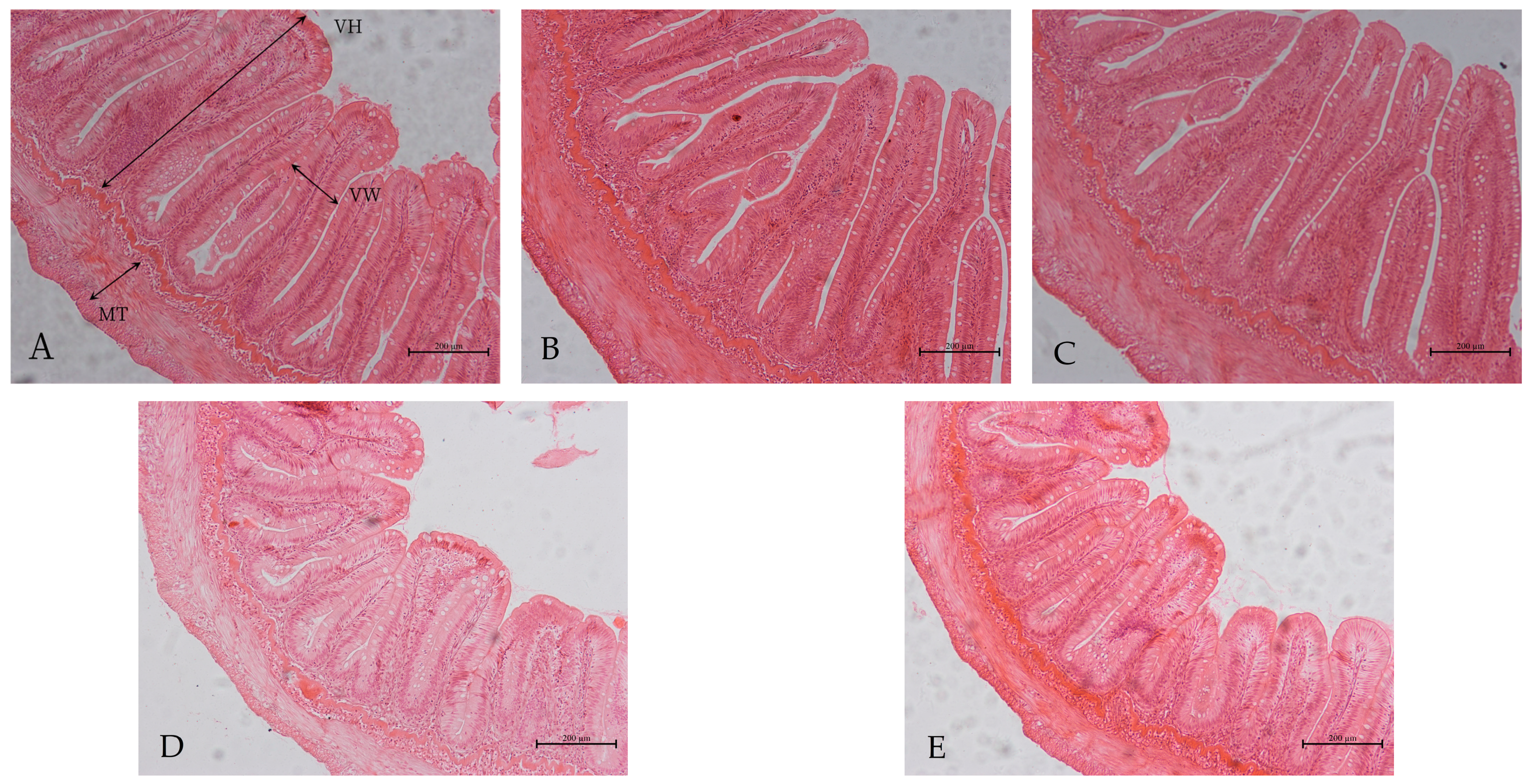 Animals 13 00817 g001
