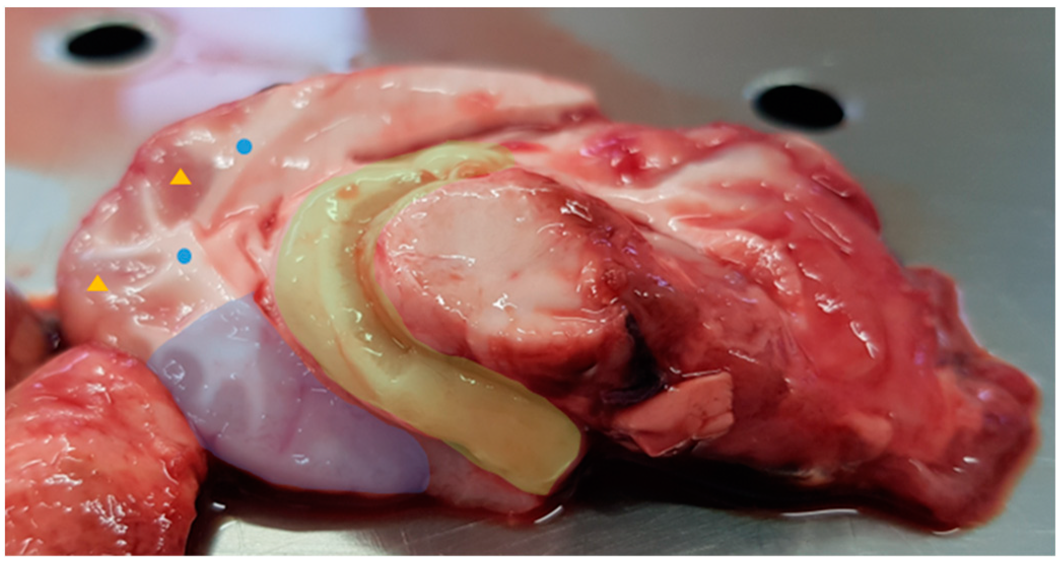 Animals 13 00828 g001