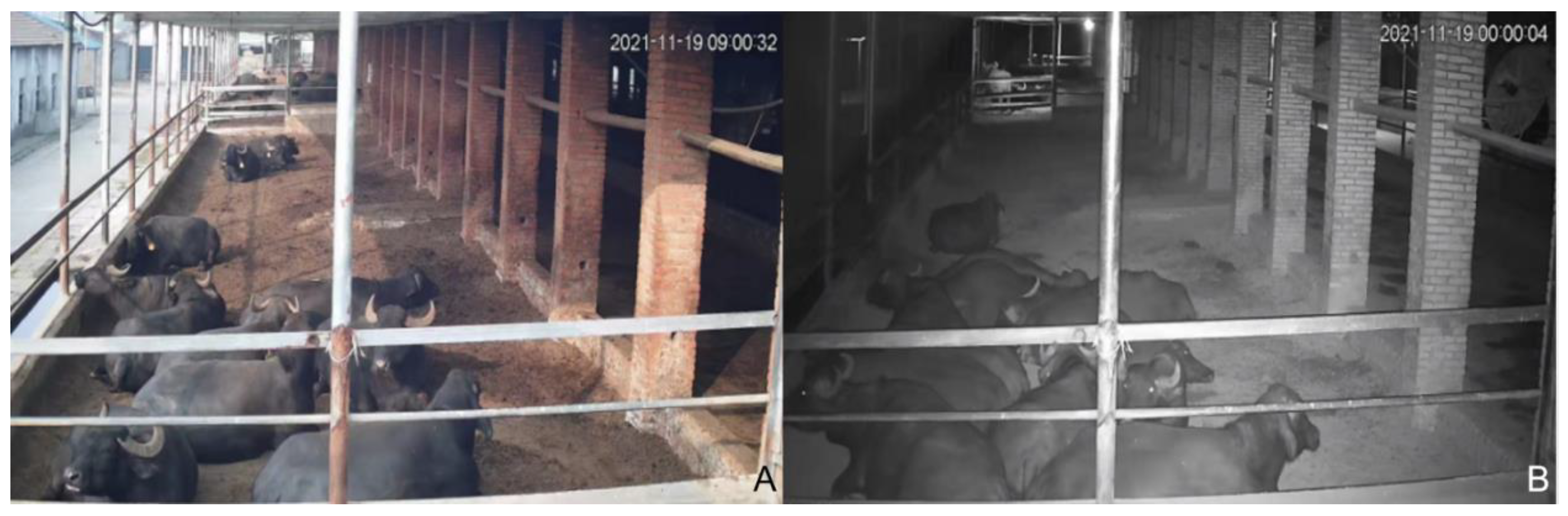 Animals 13 00842 g002