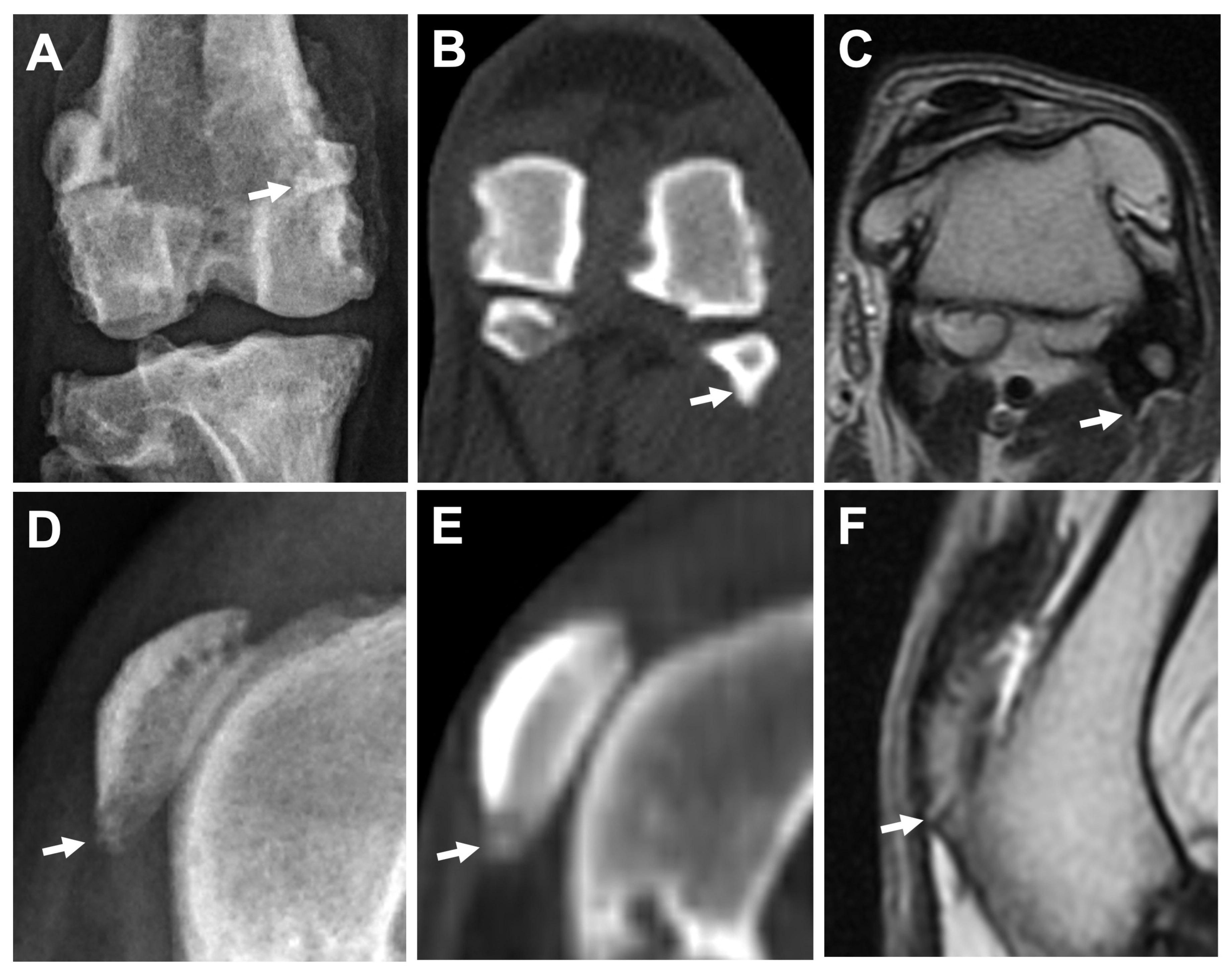 Animals 13 00849 g006