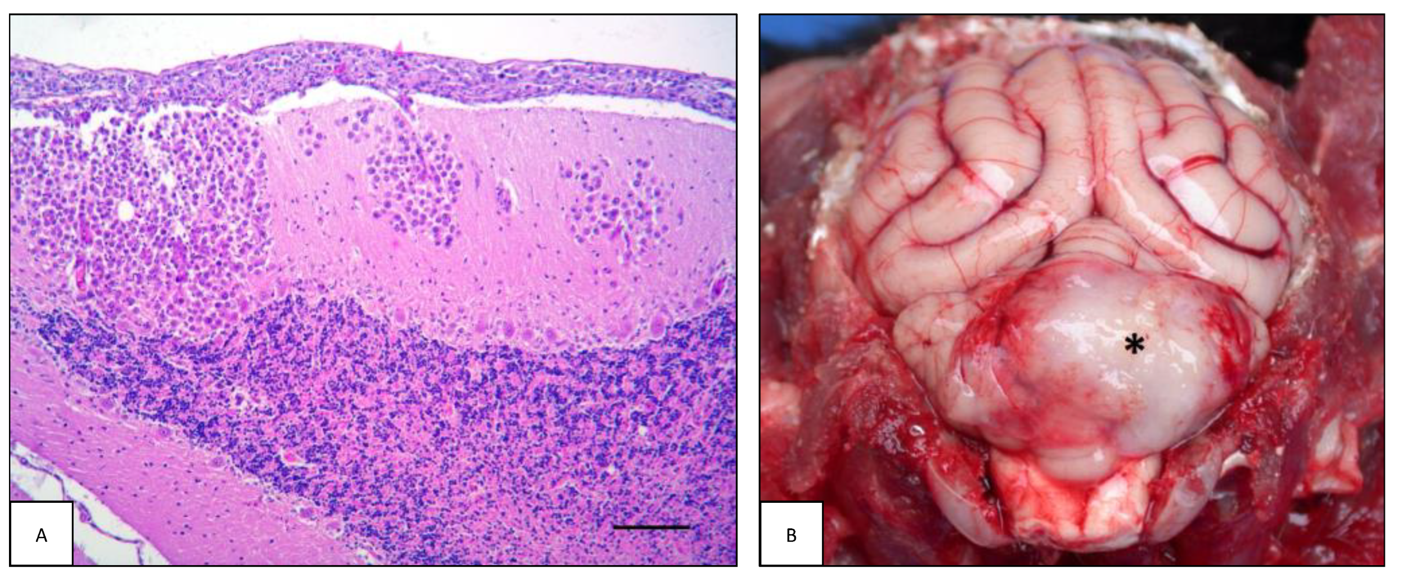 Animals 13 00862 g004