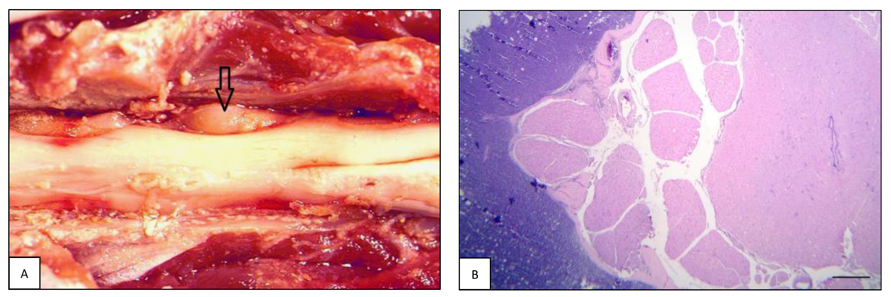 Animals 13 00862 g005