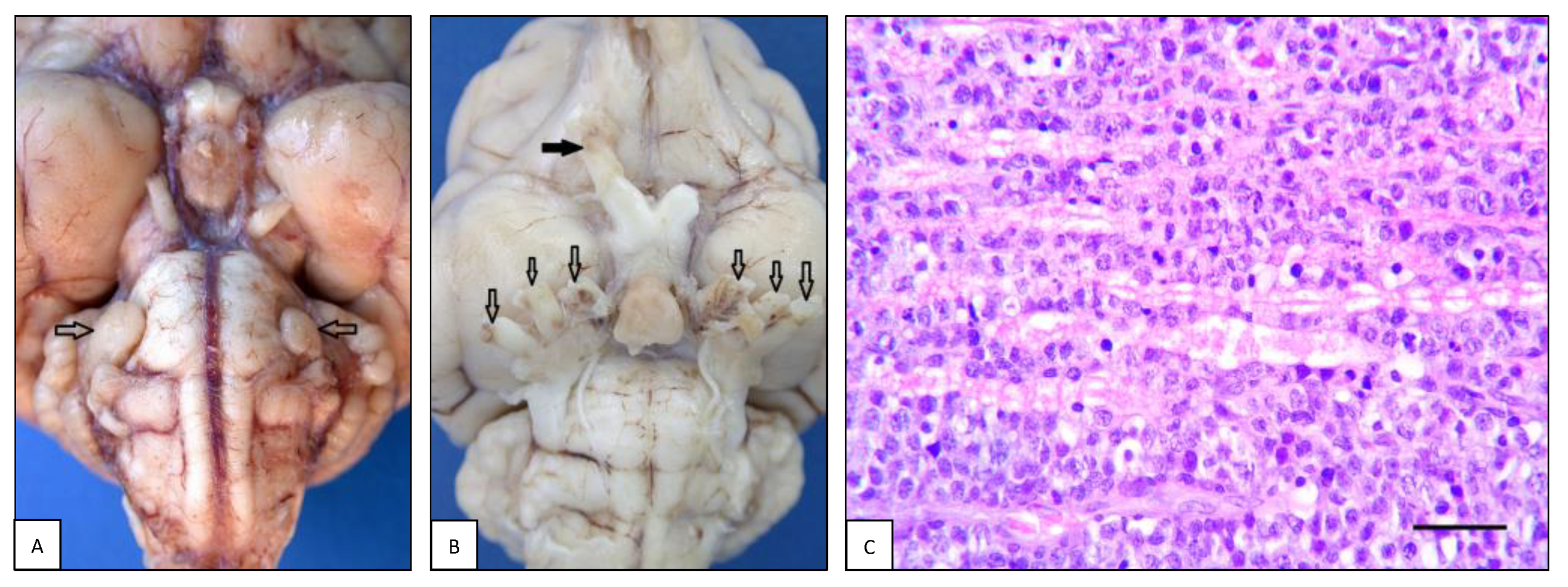 Animals 13 00862 g006