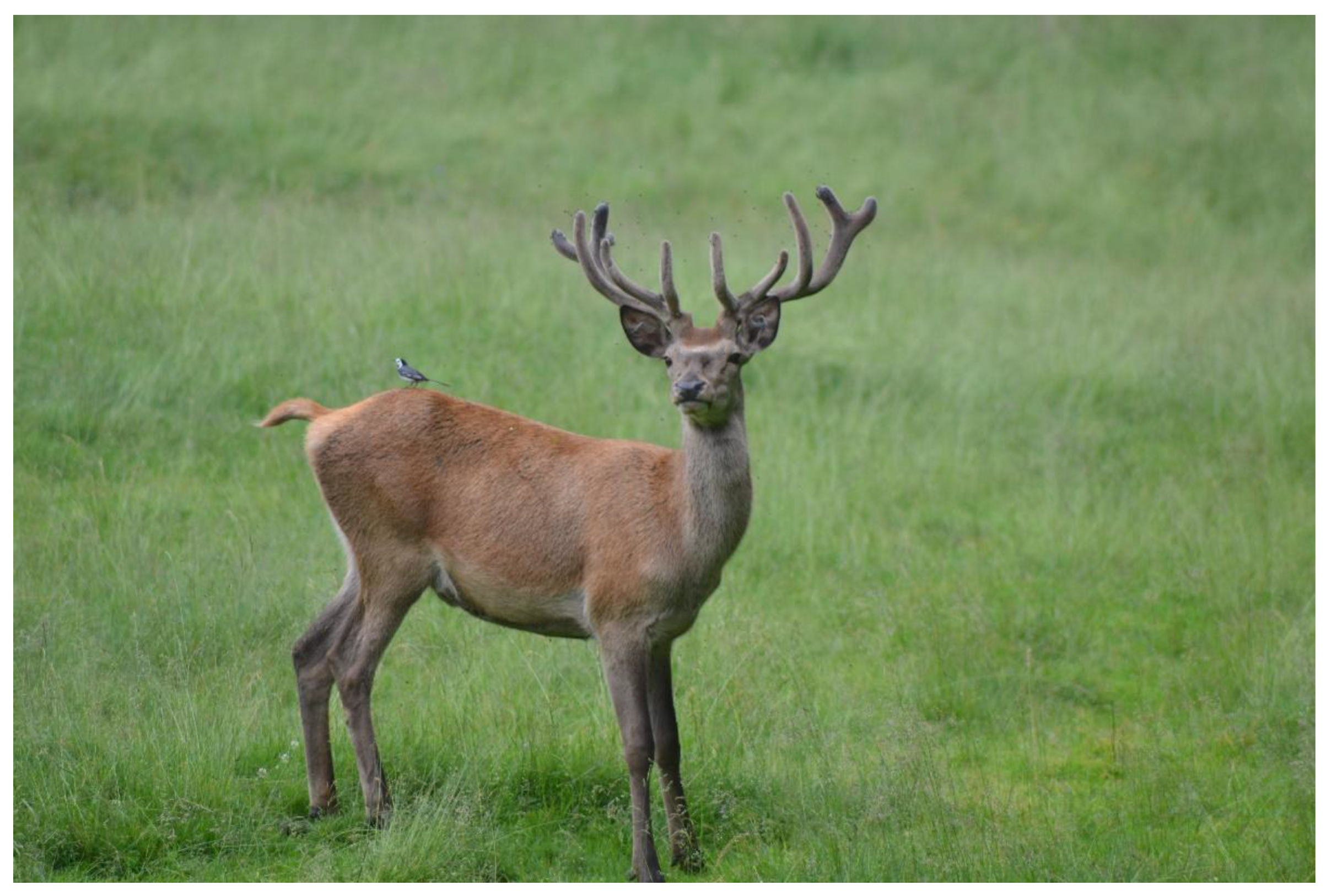 Animals 13 00903 g004 Animals 13 00903 g004