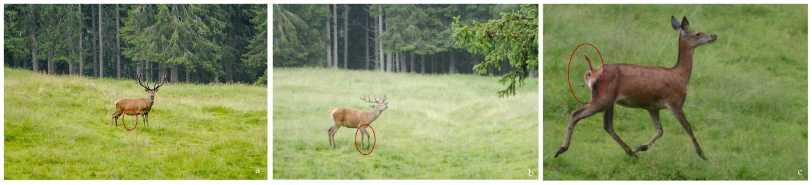 Animals 13 00903 g005 Animals 13 00903 g005