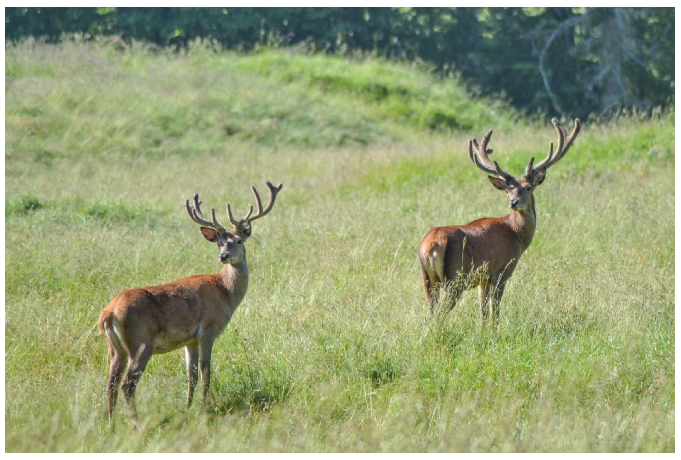 Animals 13 00903 g007 Animals 13 00903 g007