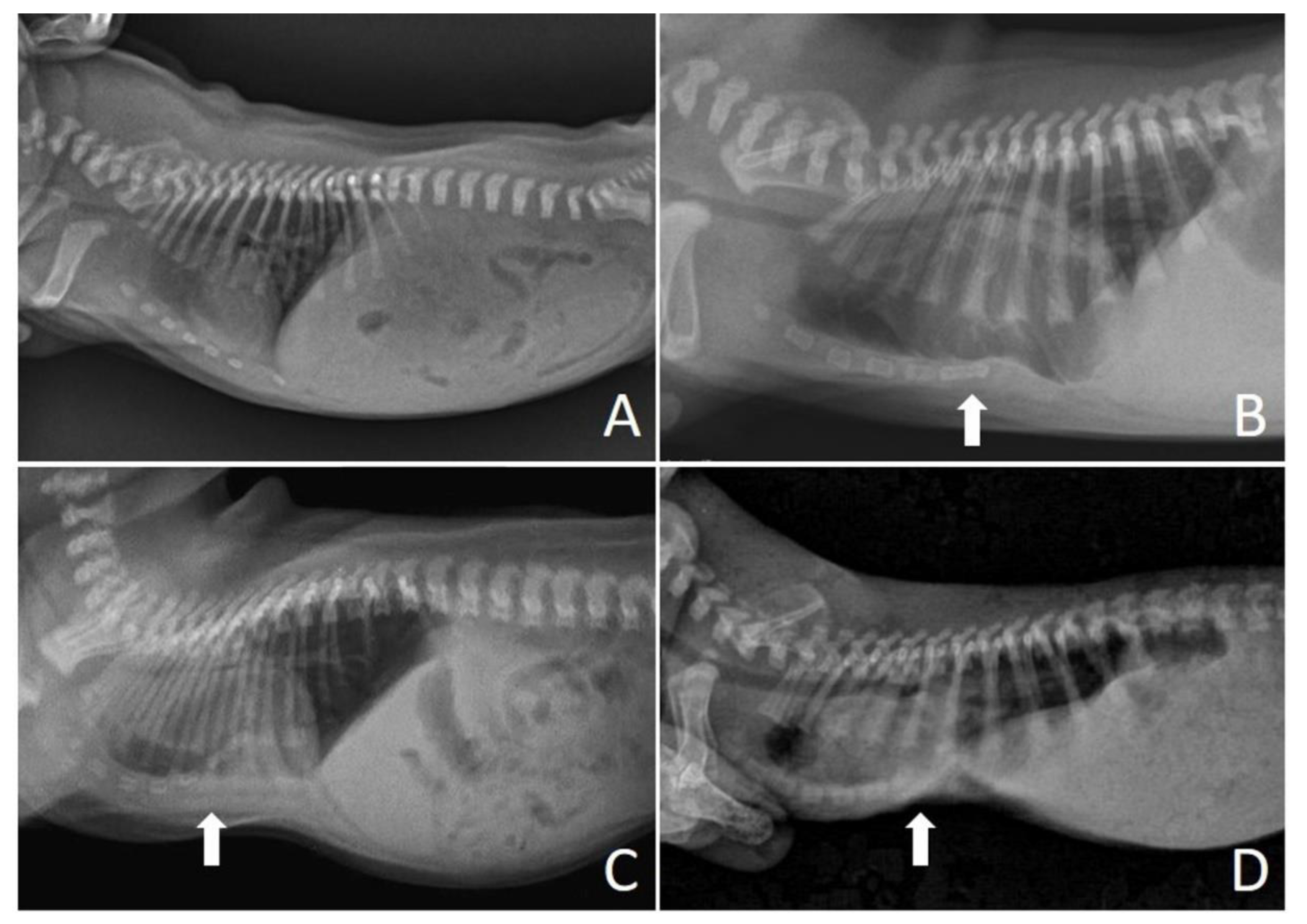 Animals 13 00906 g002