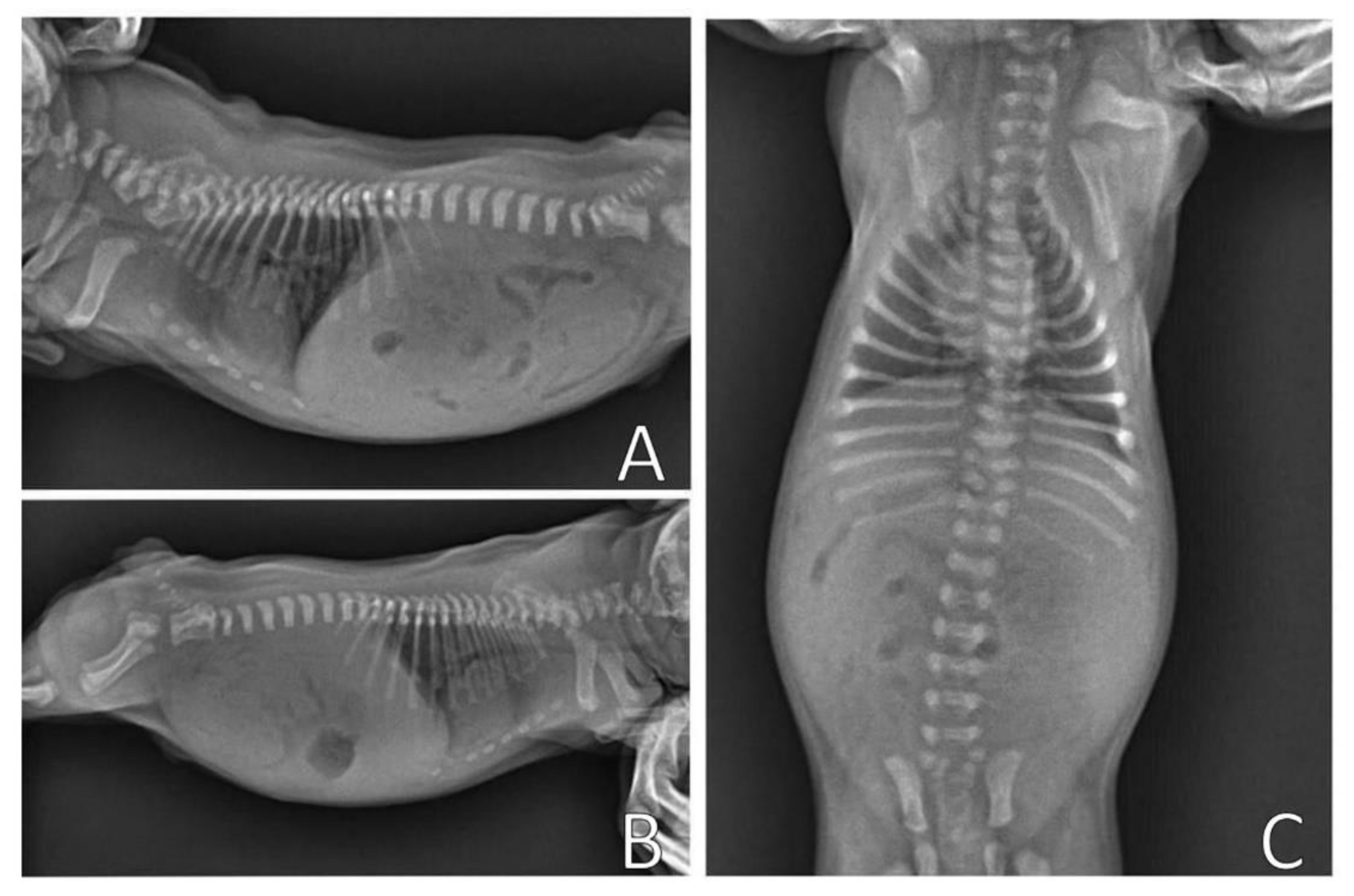 Animals 13 00906 g004