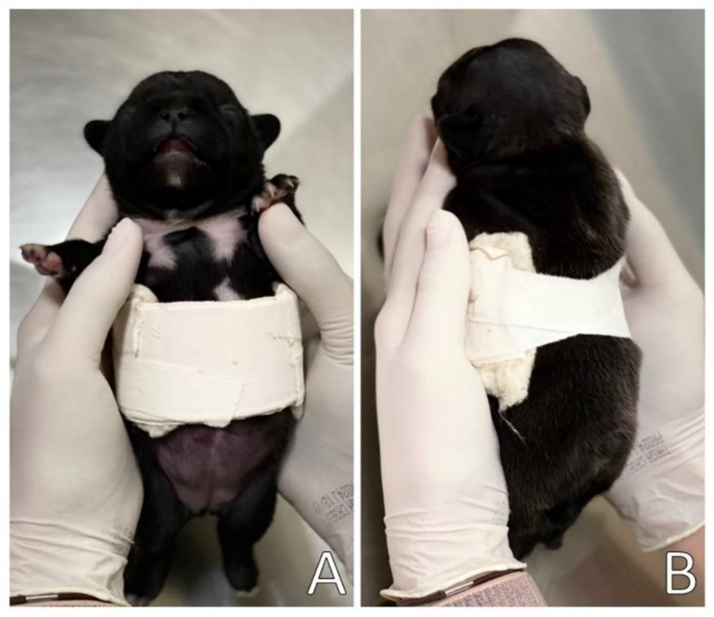 Animals 13 00906 g006