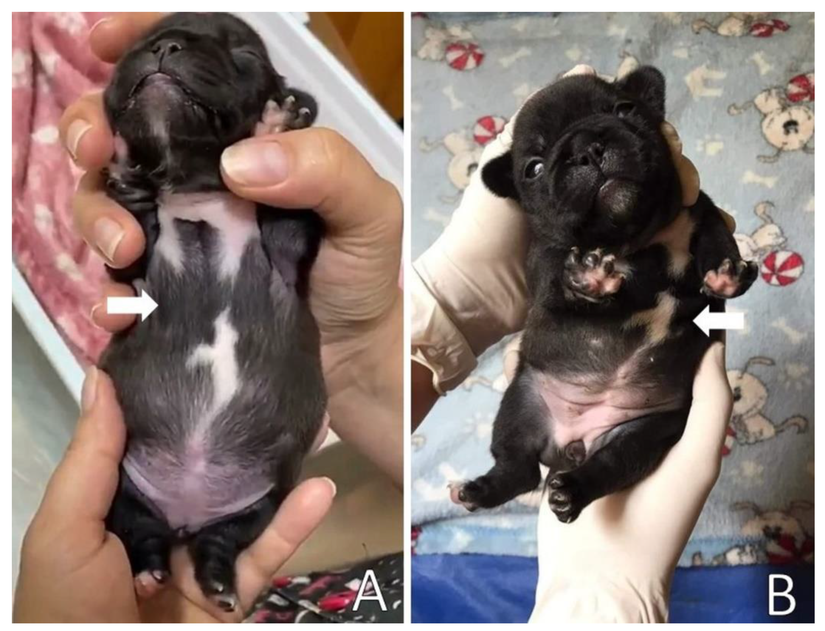 Animals 13 00906 g008