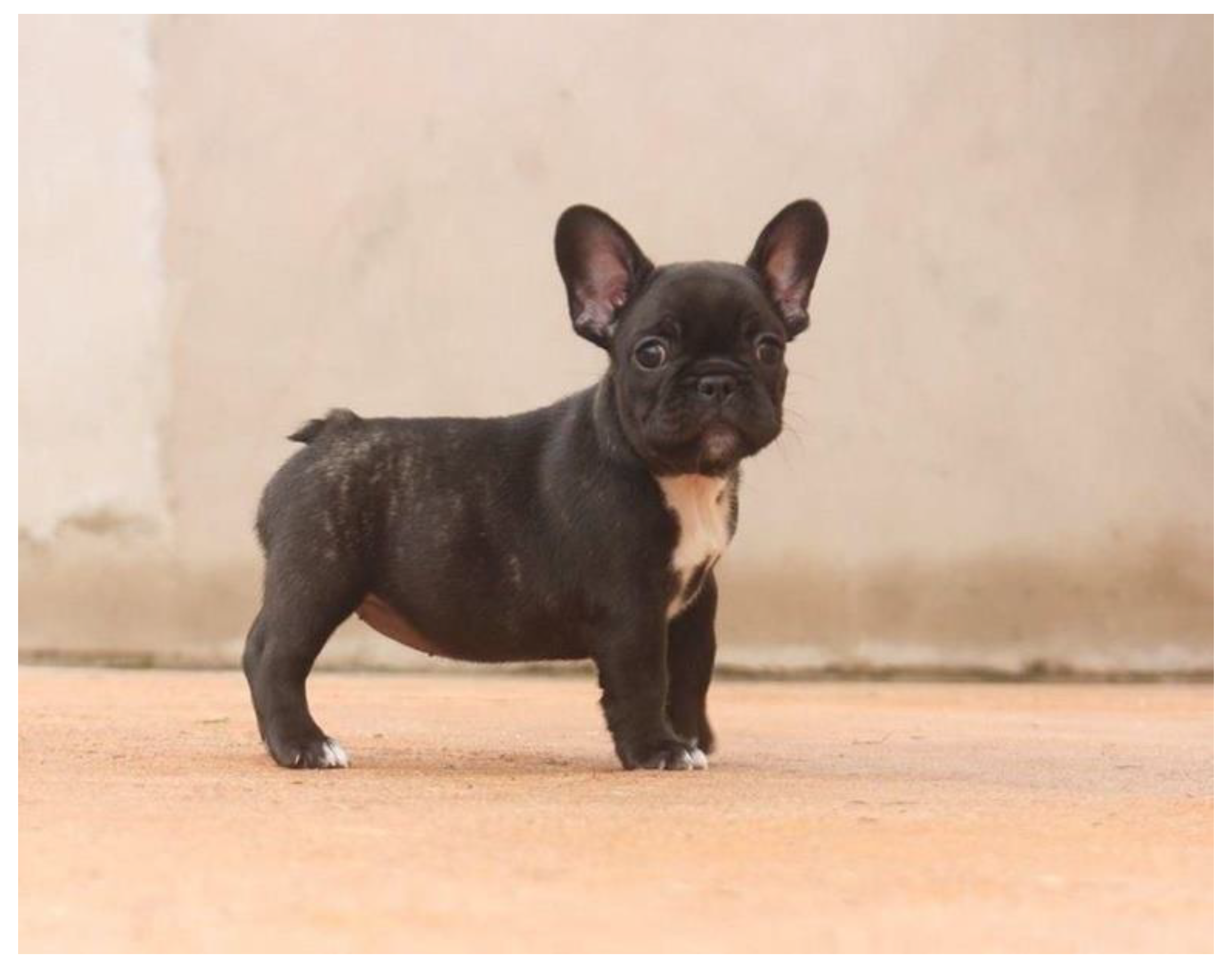 Animals 13 00906 g009