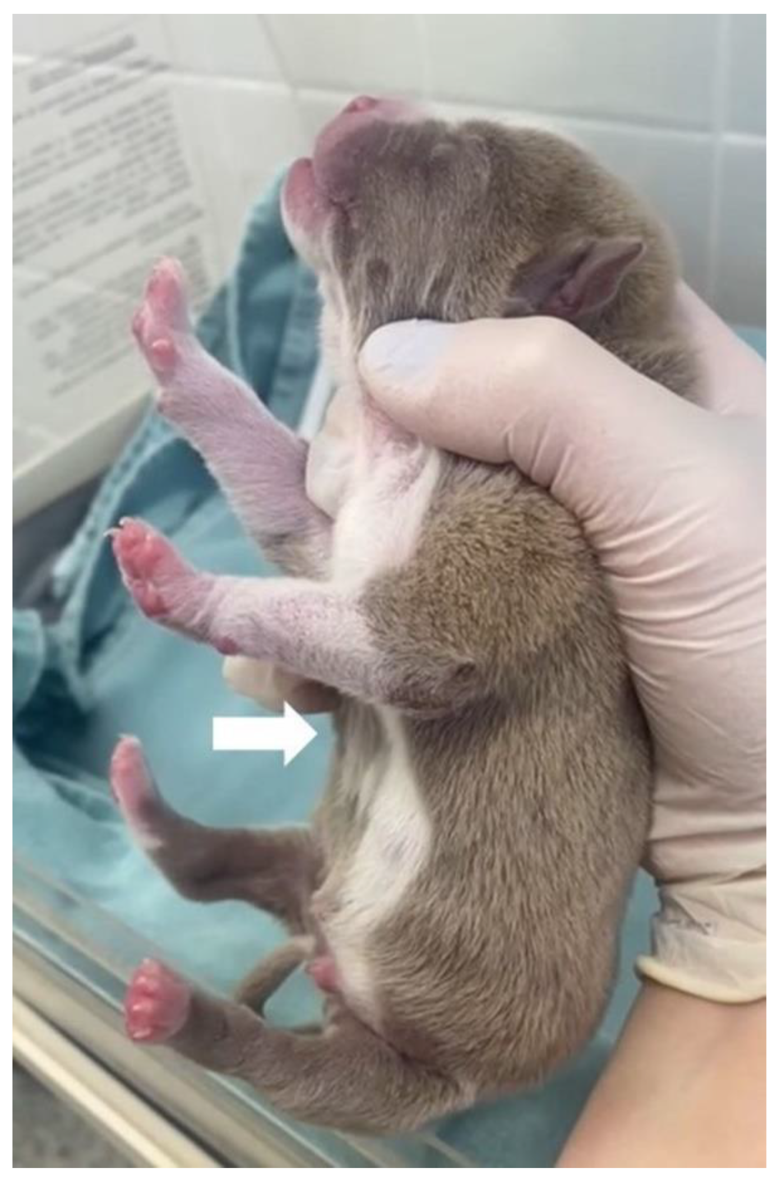 Animals 13 00906 g010