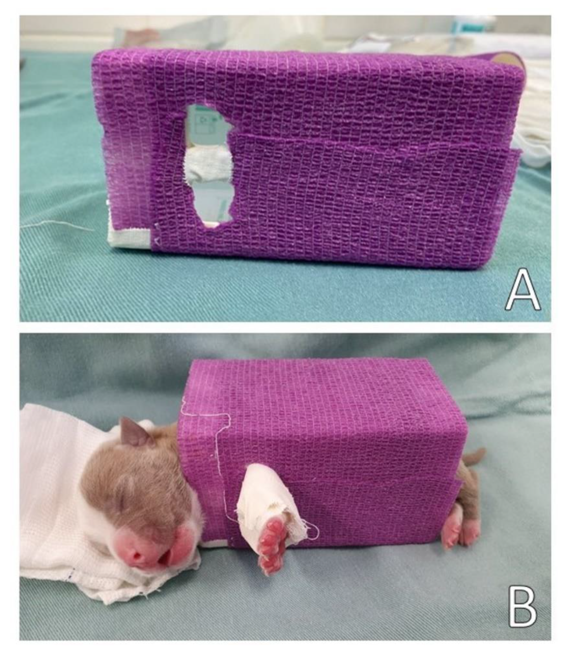 Animals 13 00906 g012