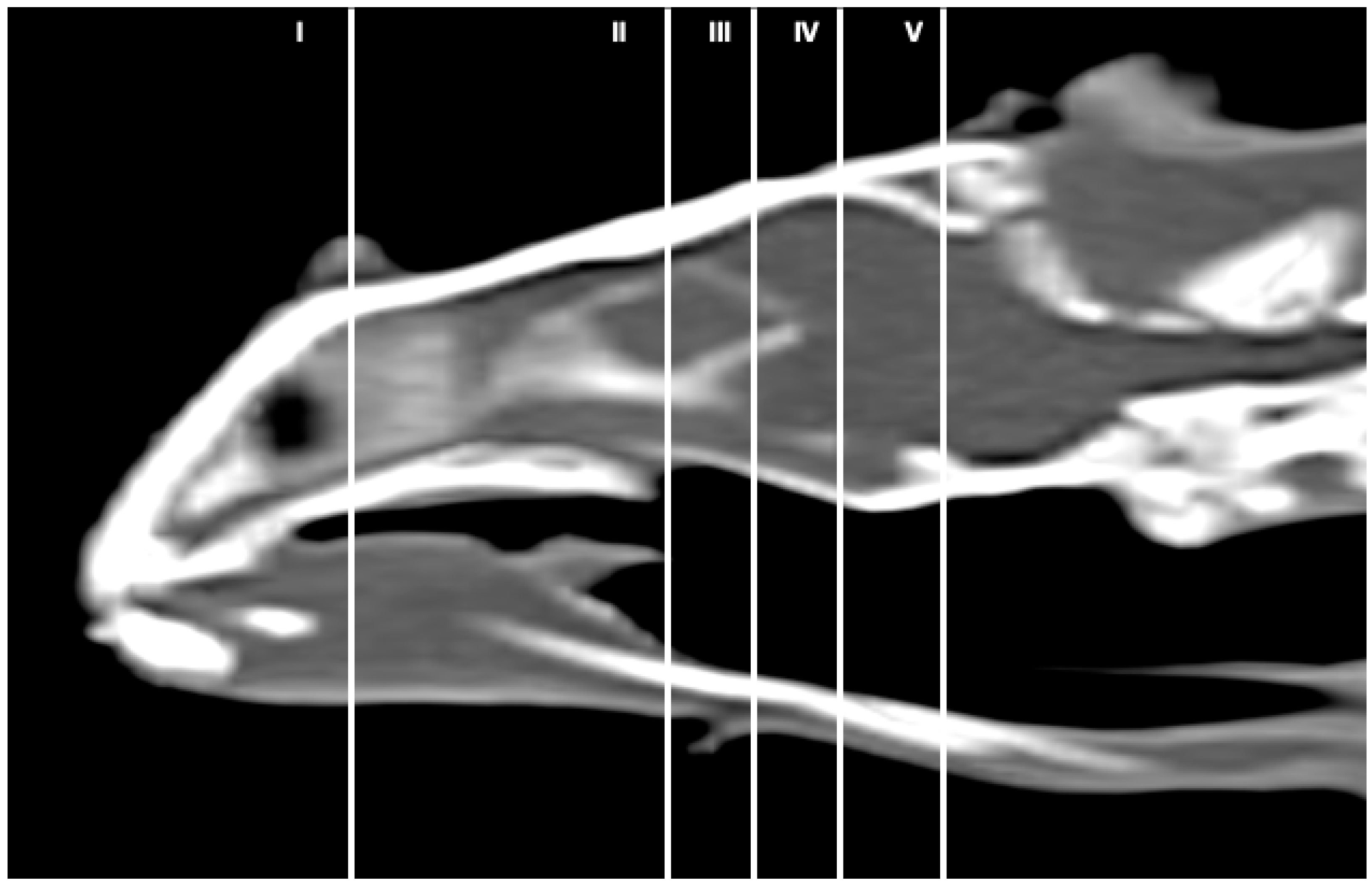 Animals 13 00955 g001 Animals 13 00955 g001