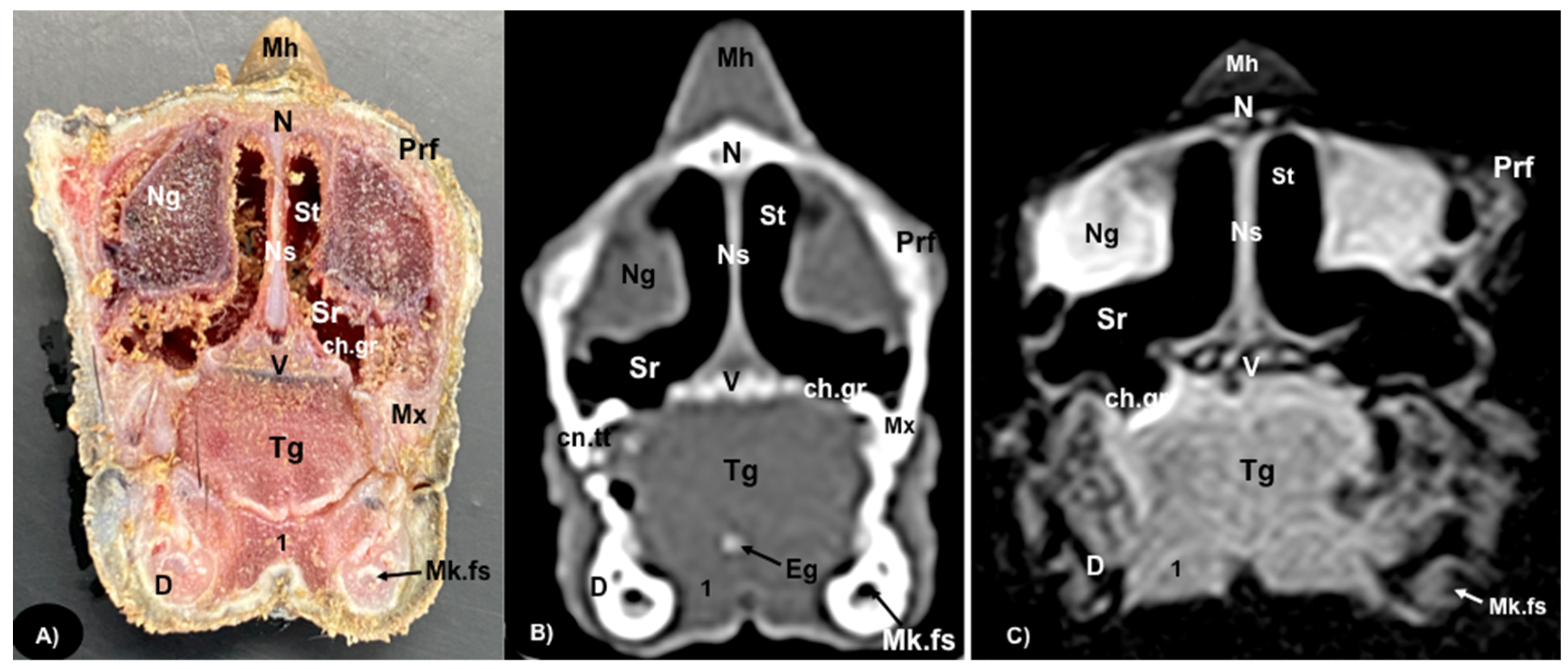Animals 13 00955 g002 Animals 13 00955 g002