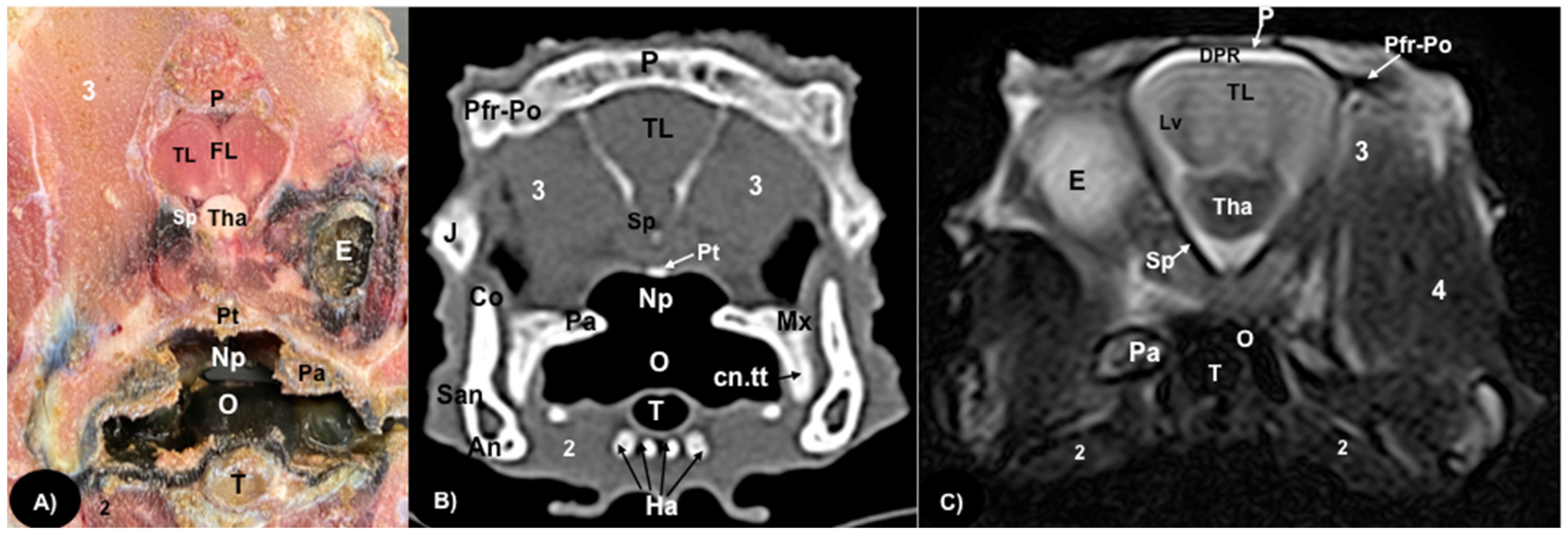 Animals 13 00955 g004 Animals 13 00955 g004