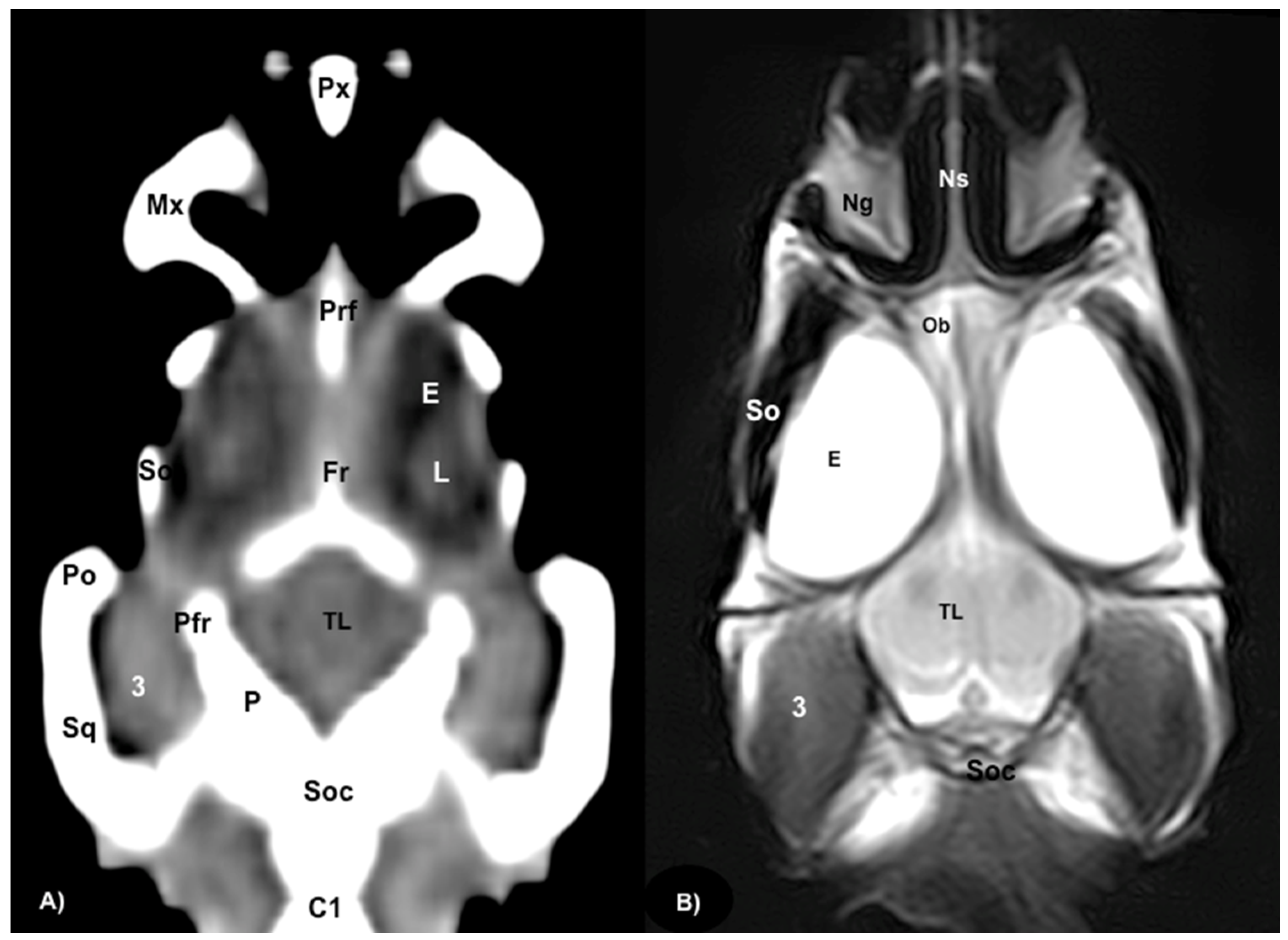 Animals 13 00955 g007 Animals 13 00955 g007