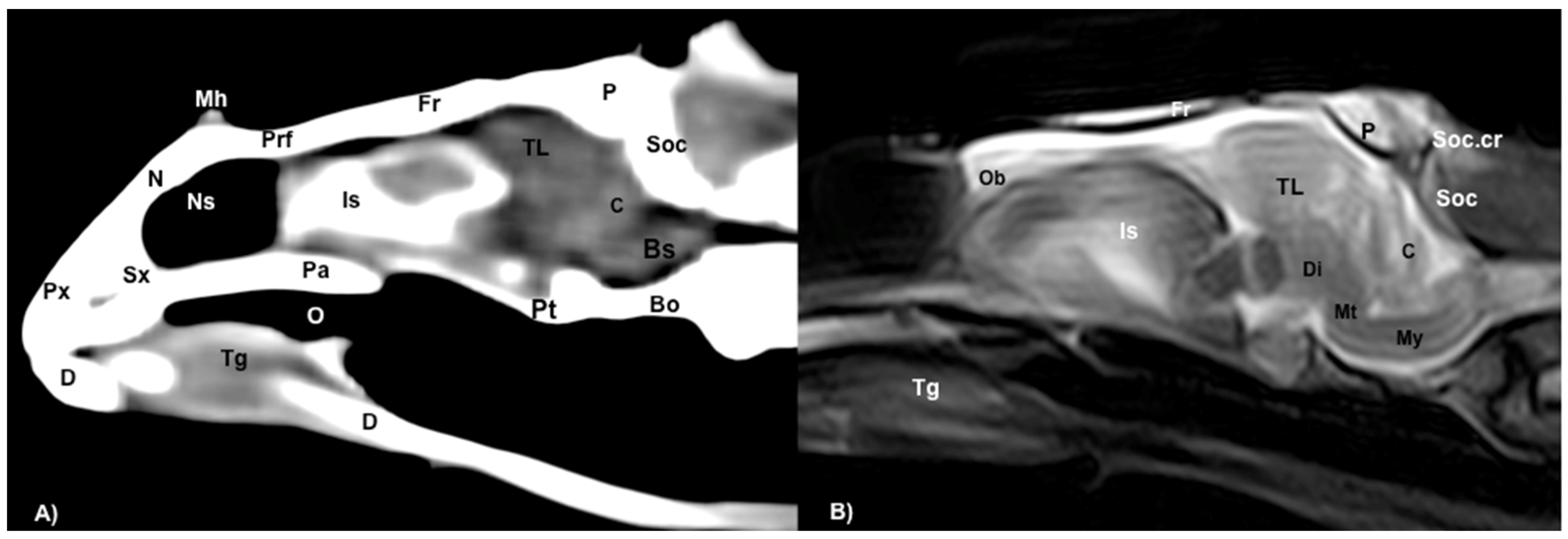 Animals 13 00955 g008 Animals 13 00955 g008