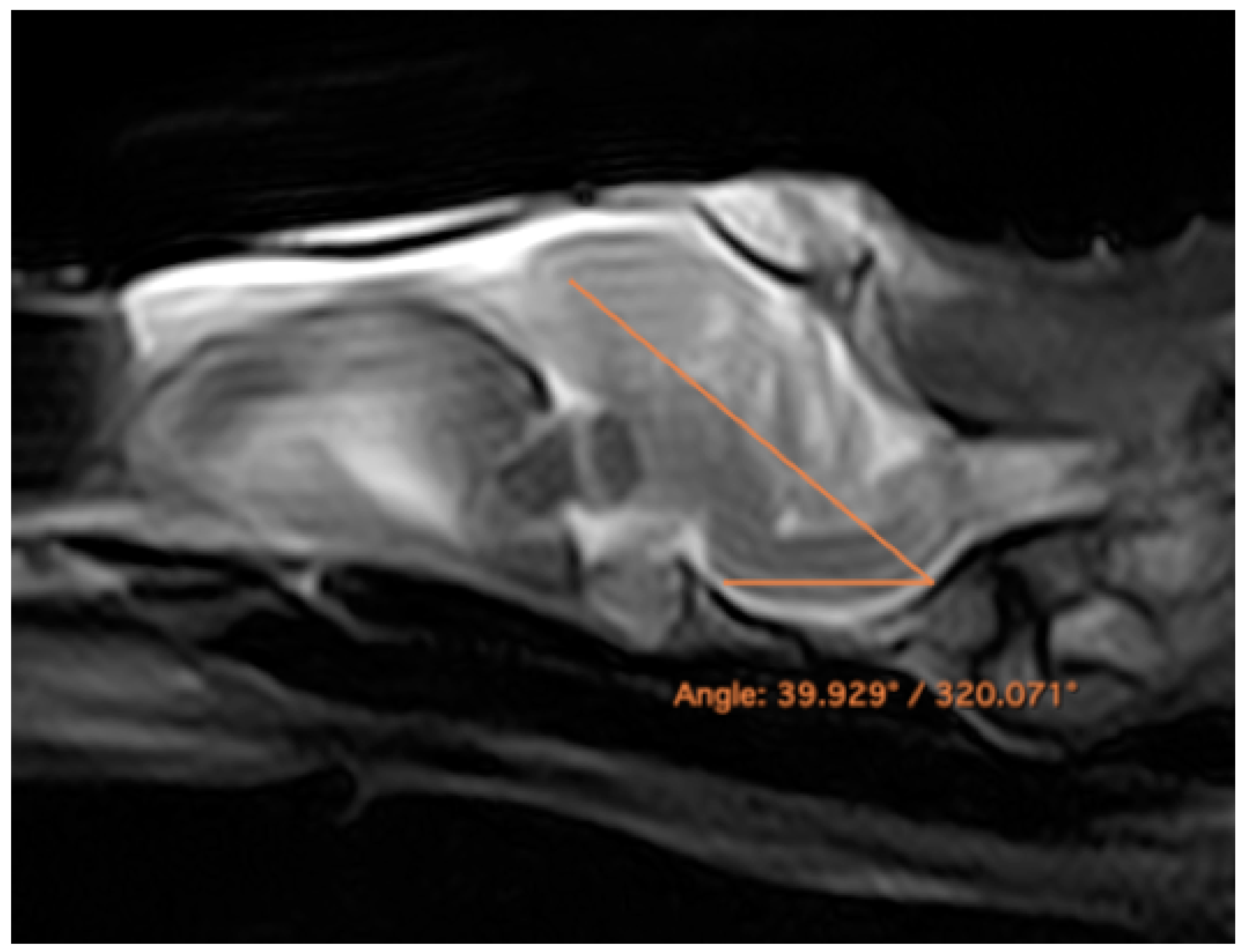 Animals 13 00955 g009 Animals 13 00955 g009