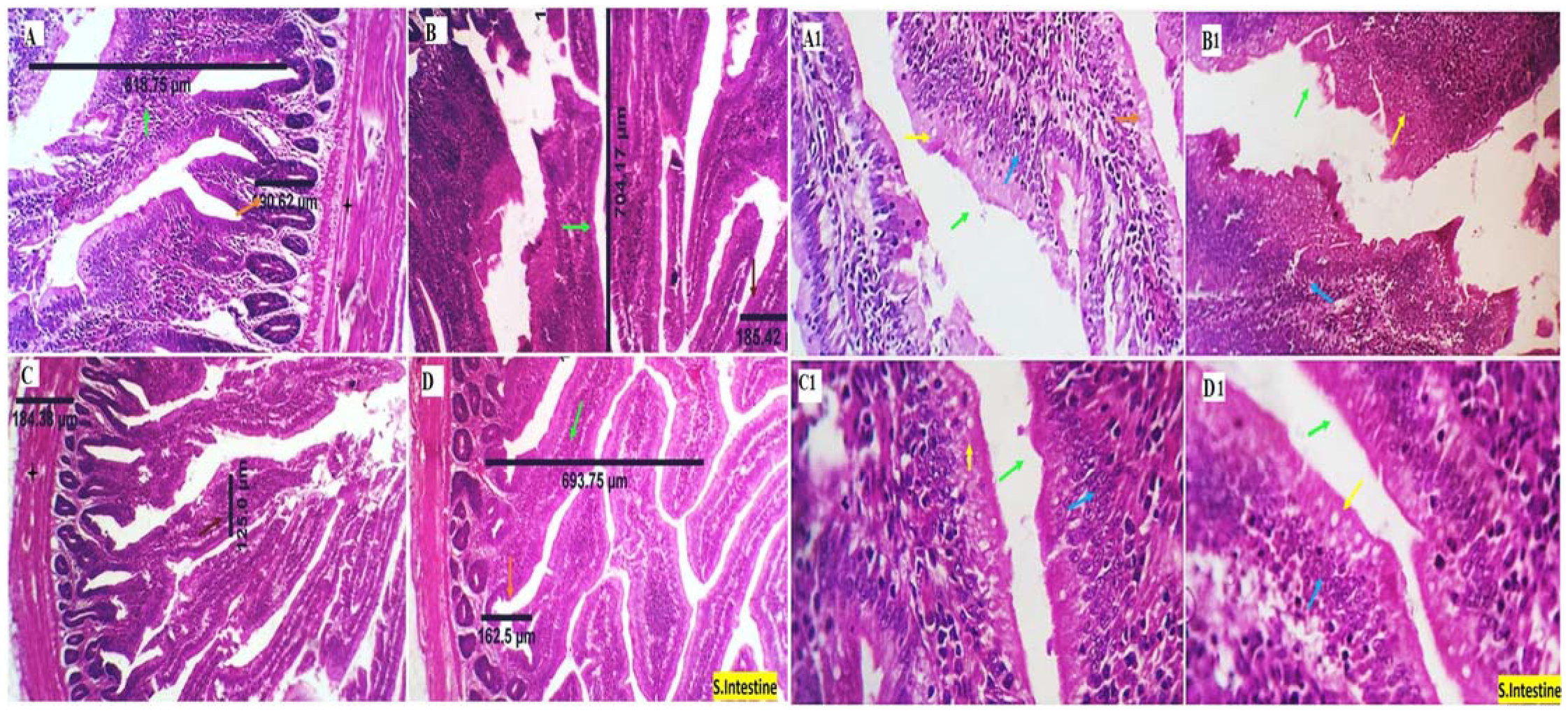 Animals 13 00971 g002