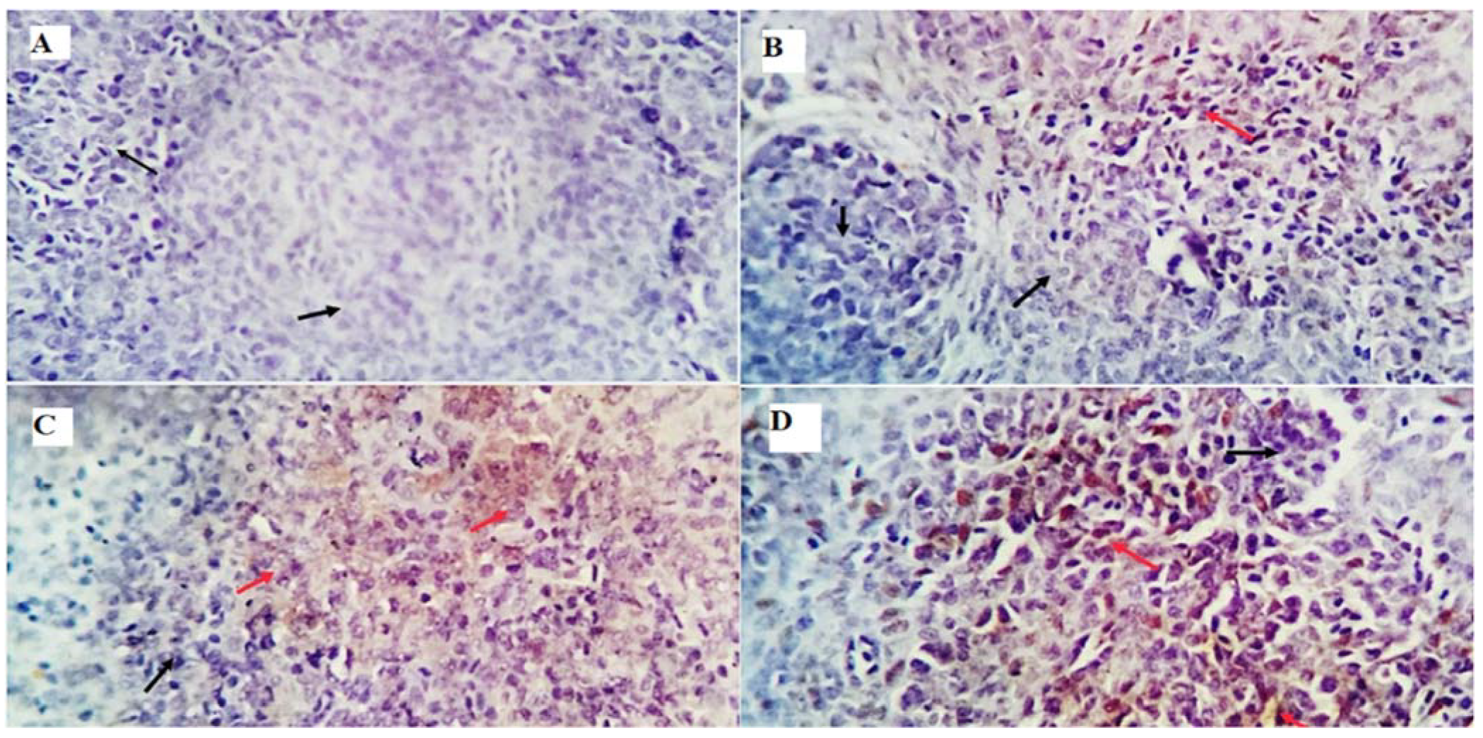 Animals 13 00971 g004