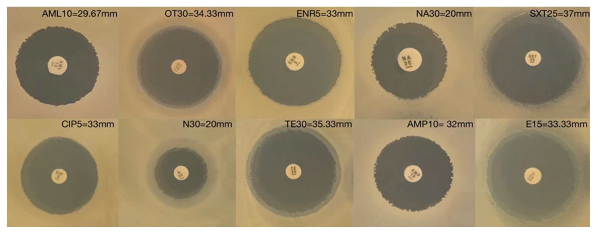 Animals 13 00986 g005