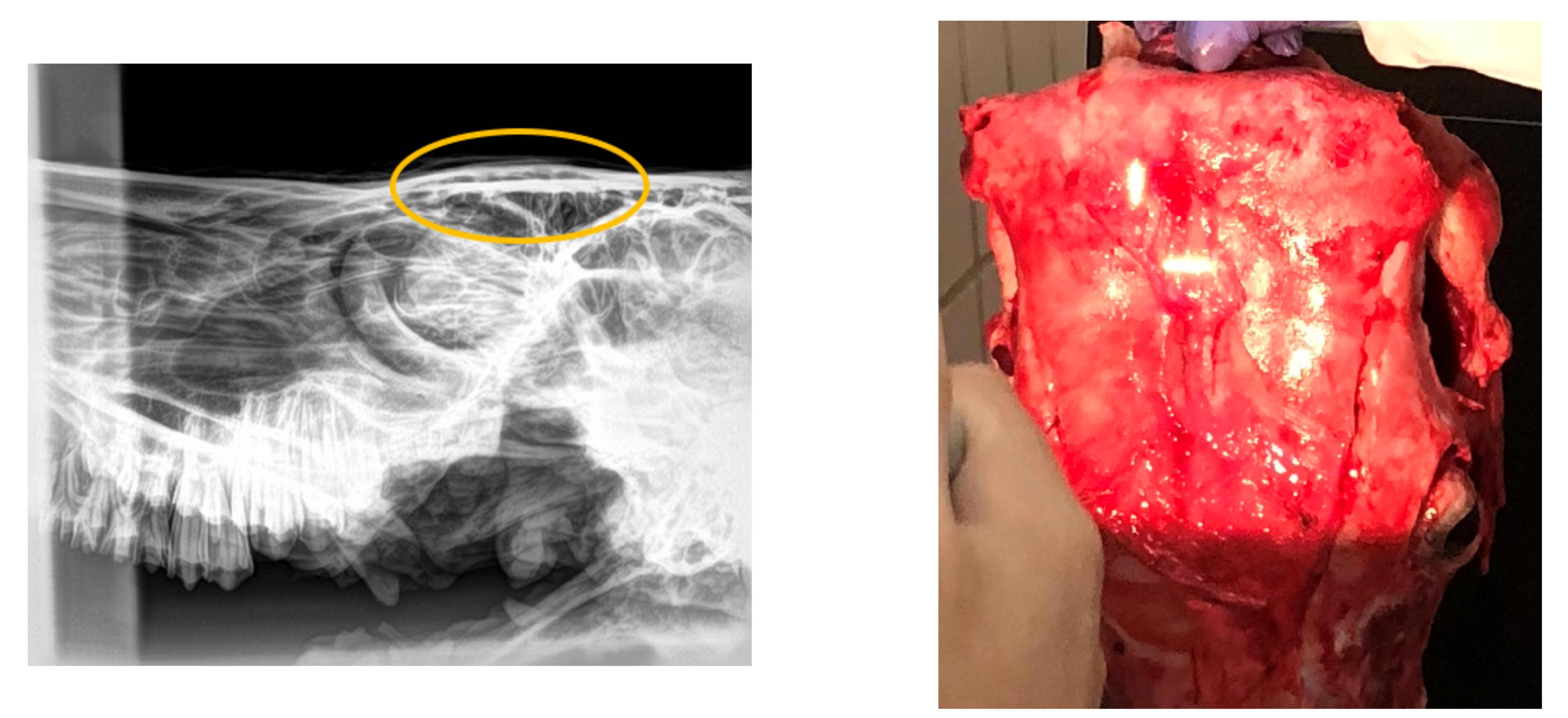 Animals 13 01014 g003