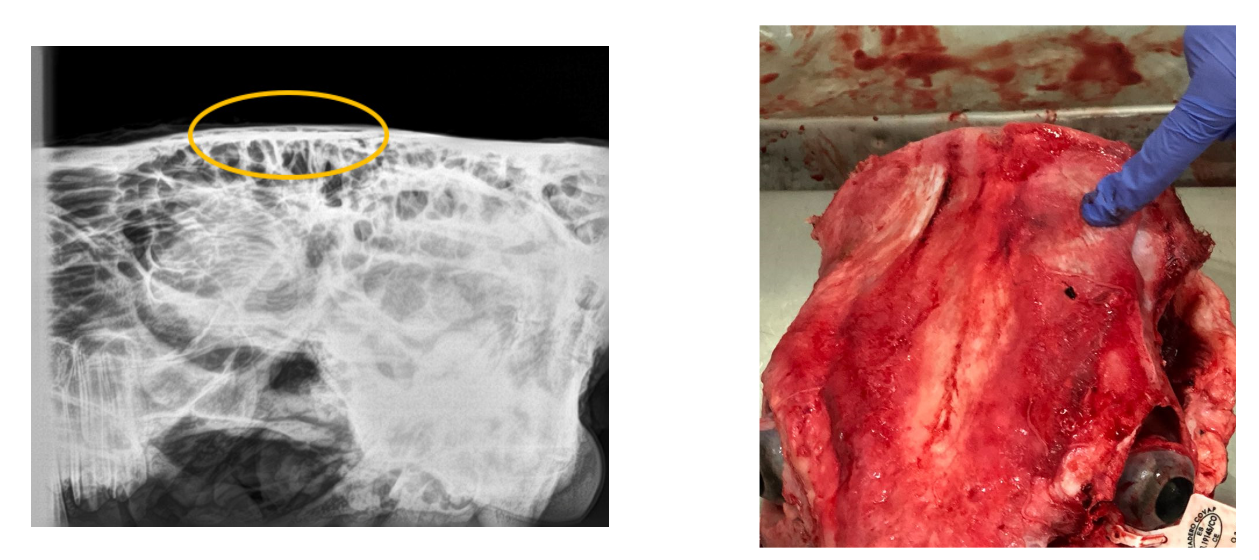 Animals 13 01014 g004