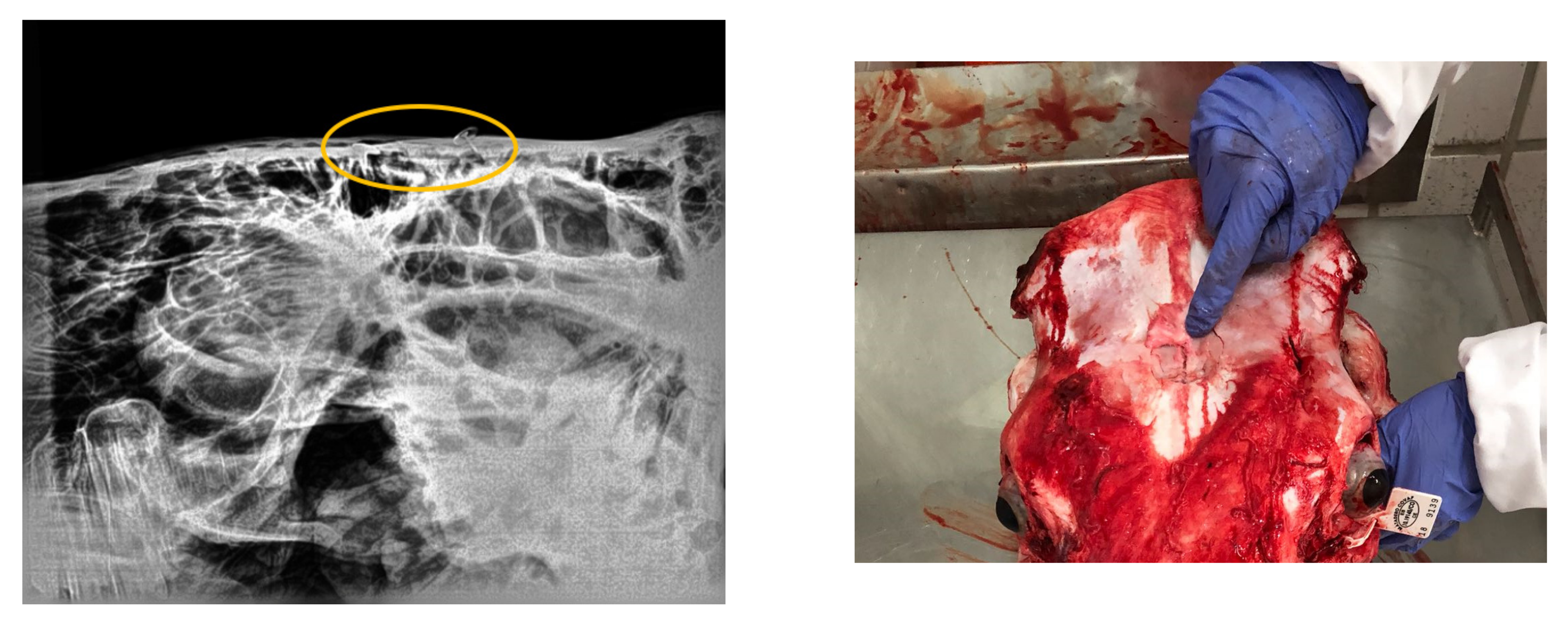 Animals 13 01014 g005