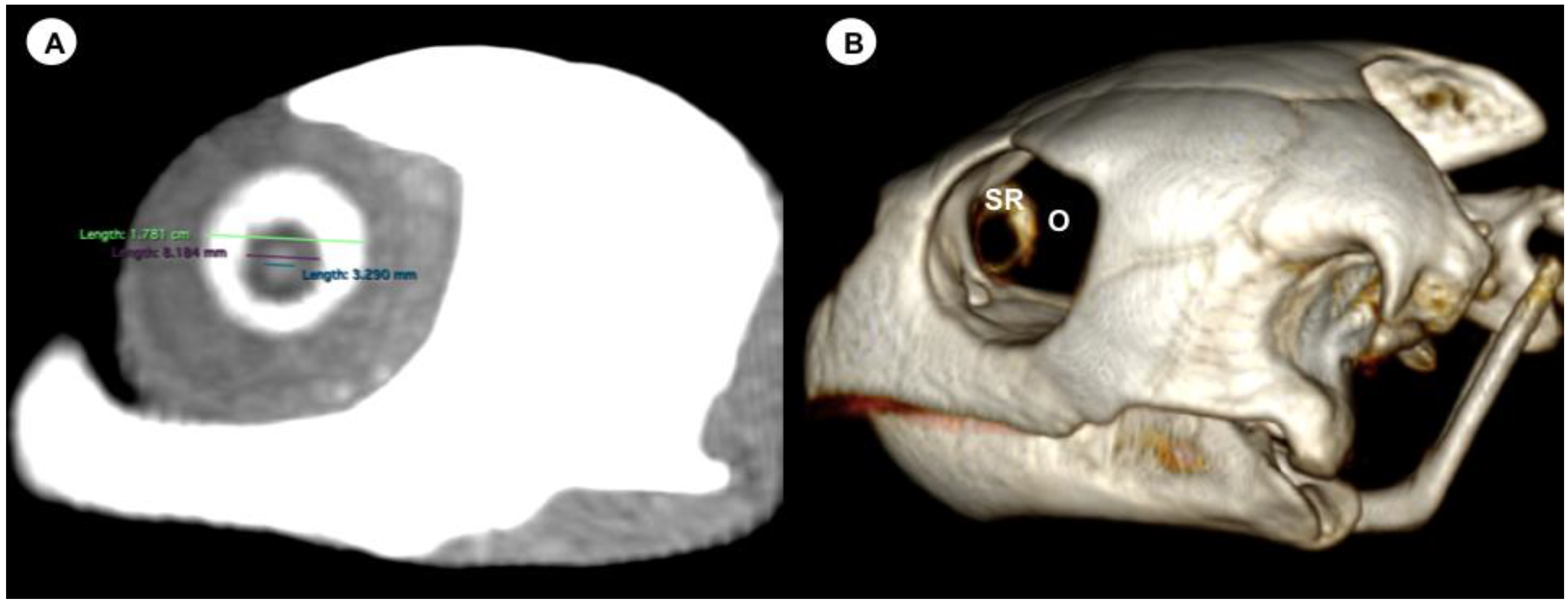 Animals 13 01016 g001 Animals 13 01016 g001