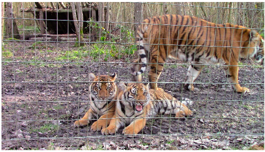 Animals 13 01040 i001 Animals 13 01040 i001