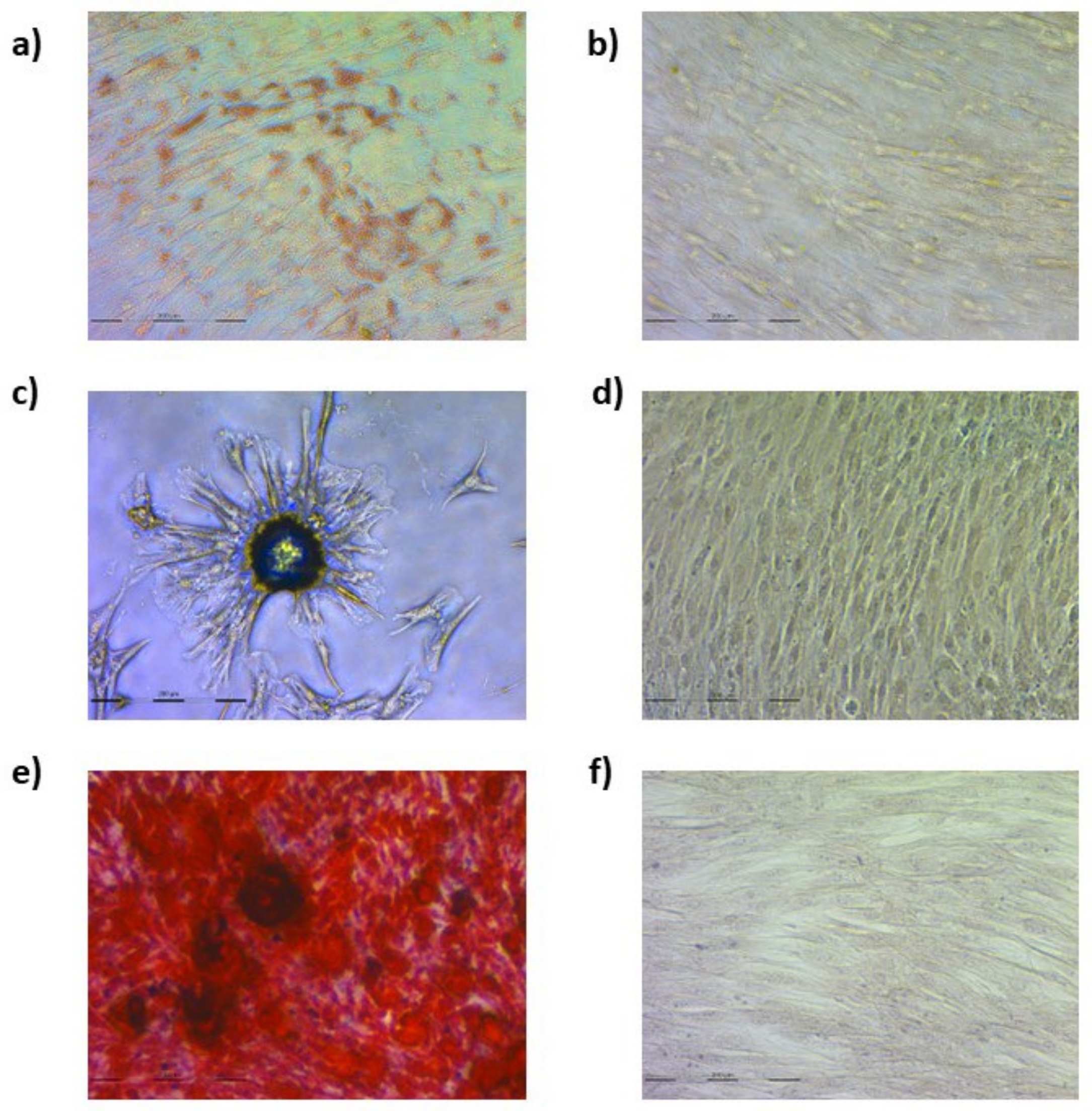 Animals 13 01043 g001 Animals 13 01043 g001