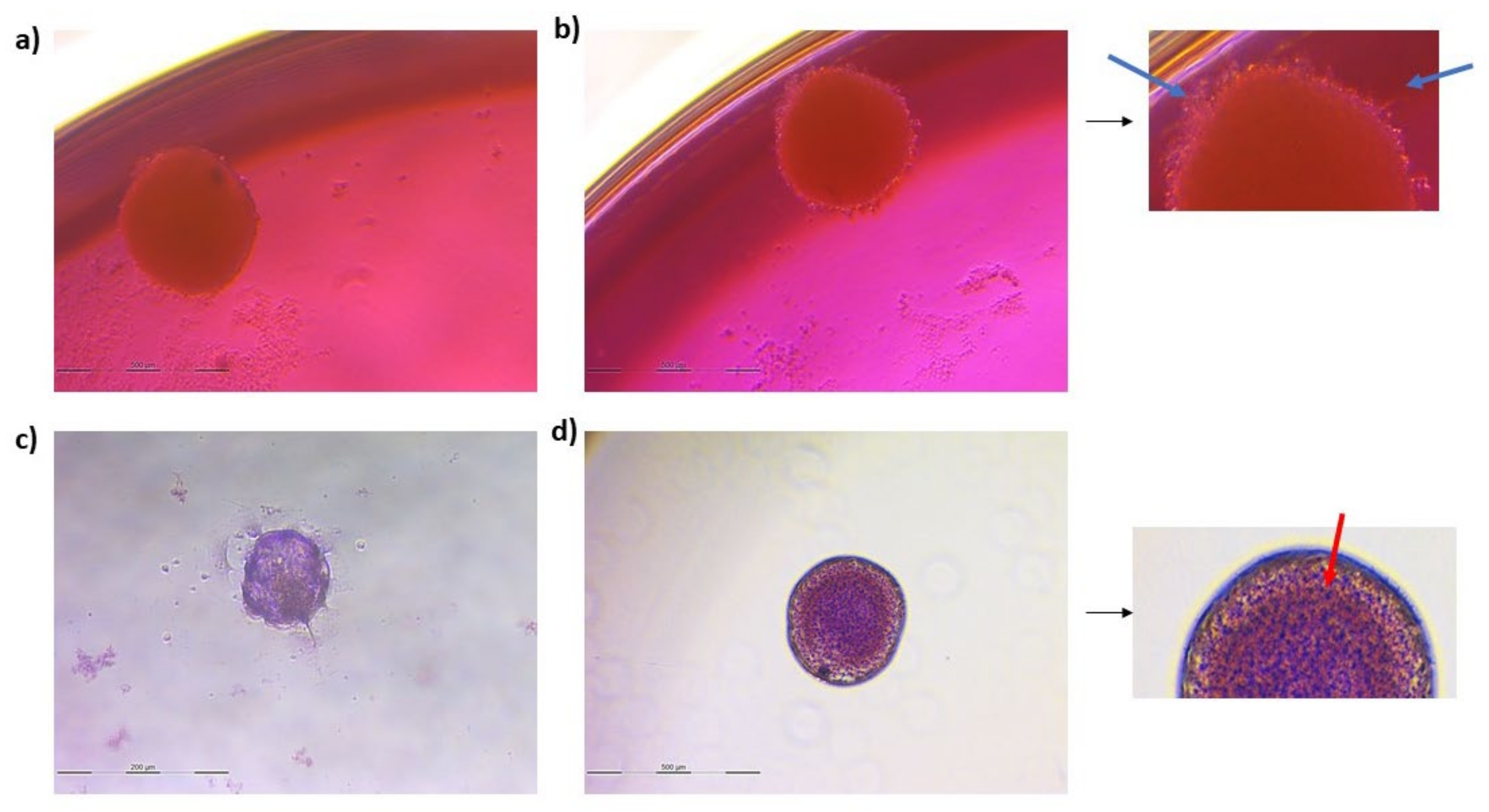 Animals 13 01043 g005 Animals 13 01043 g005