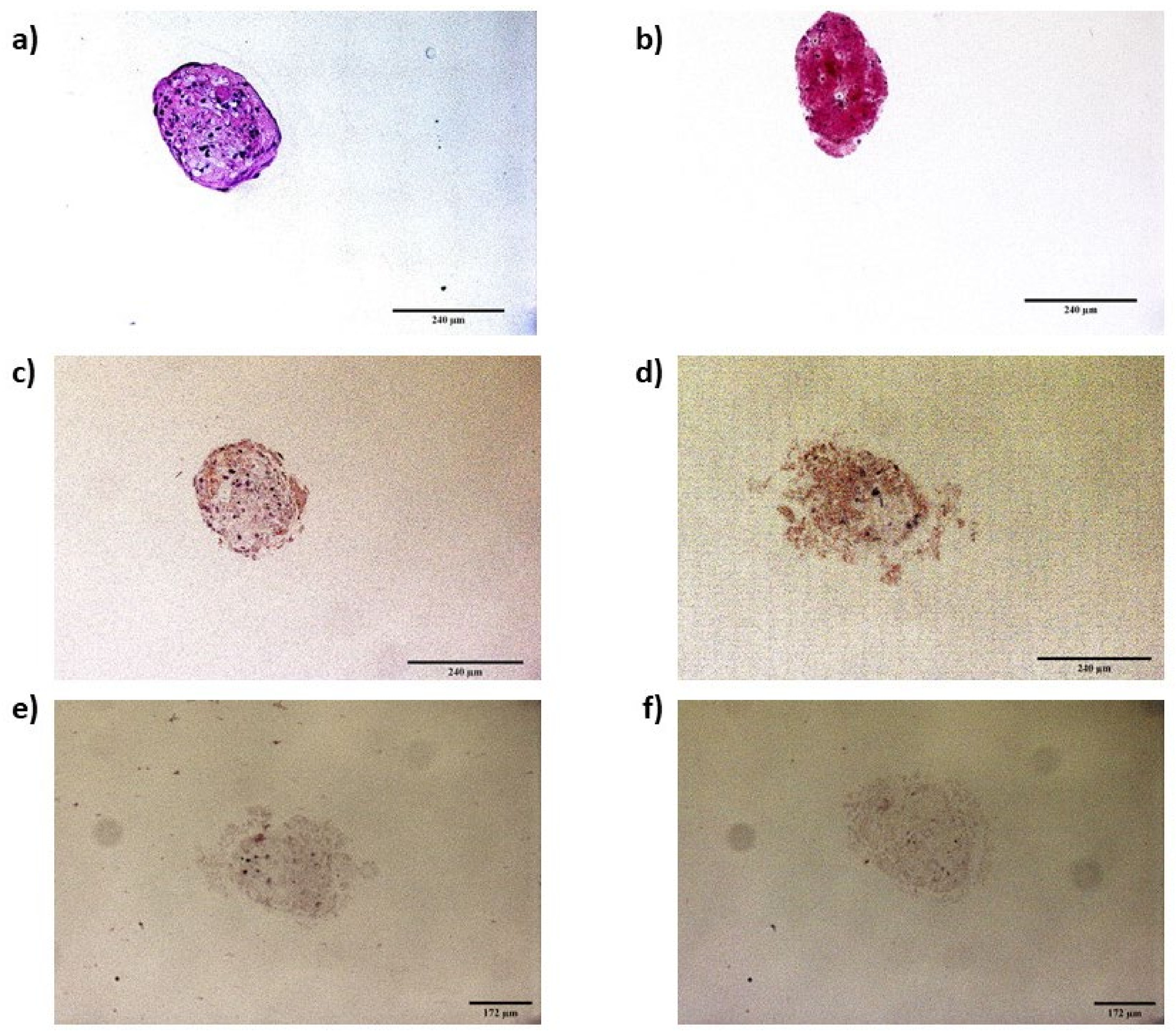 Animals 13 01043 g008 Animals 13 01043 g008