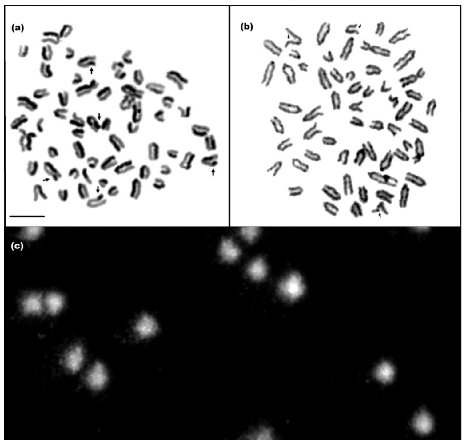 Animals 13 01056 g001