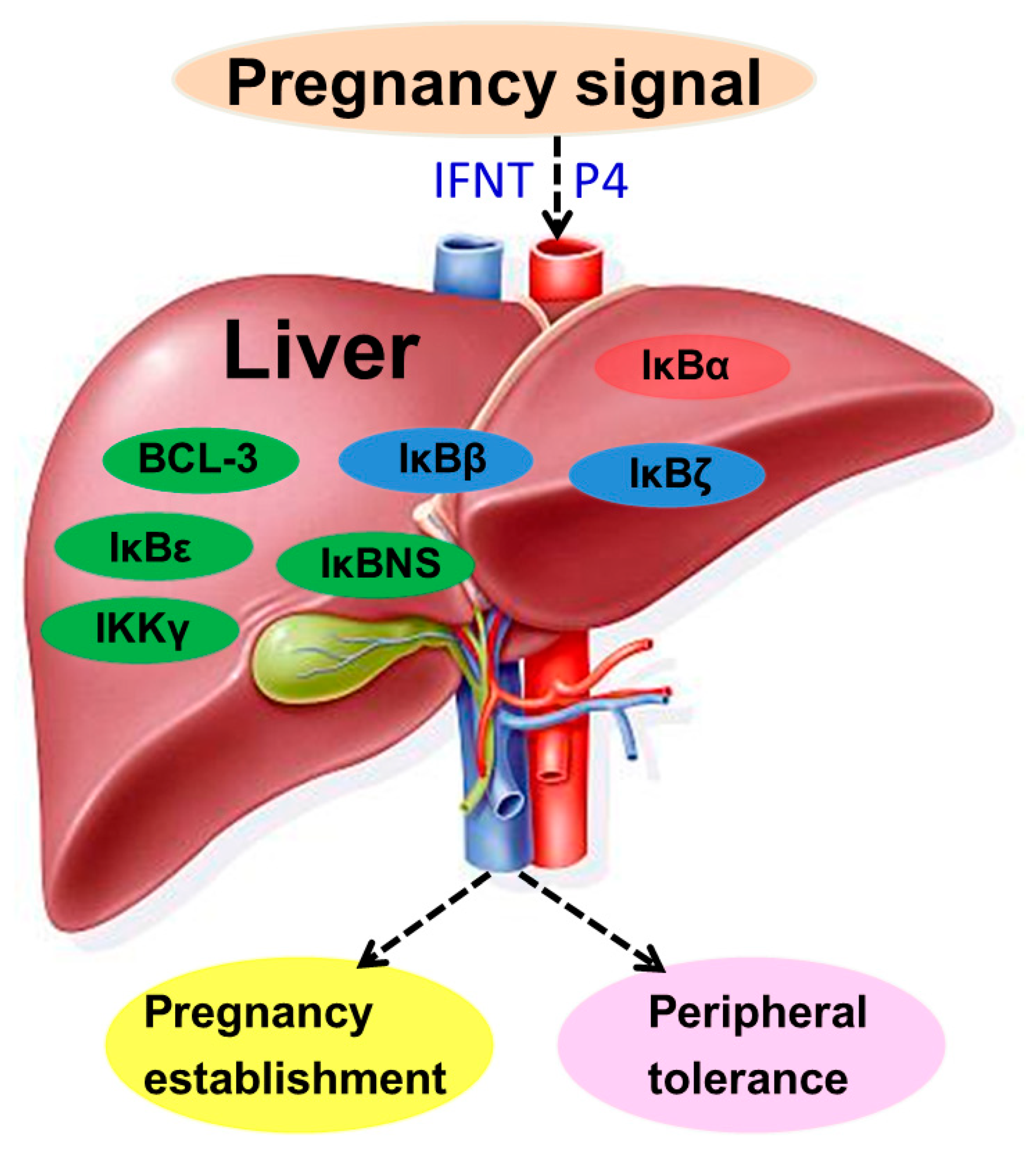 Animals 13 01057 g004