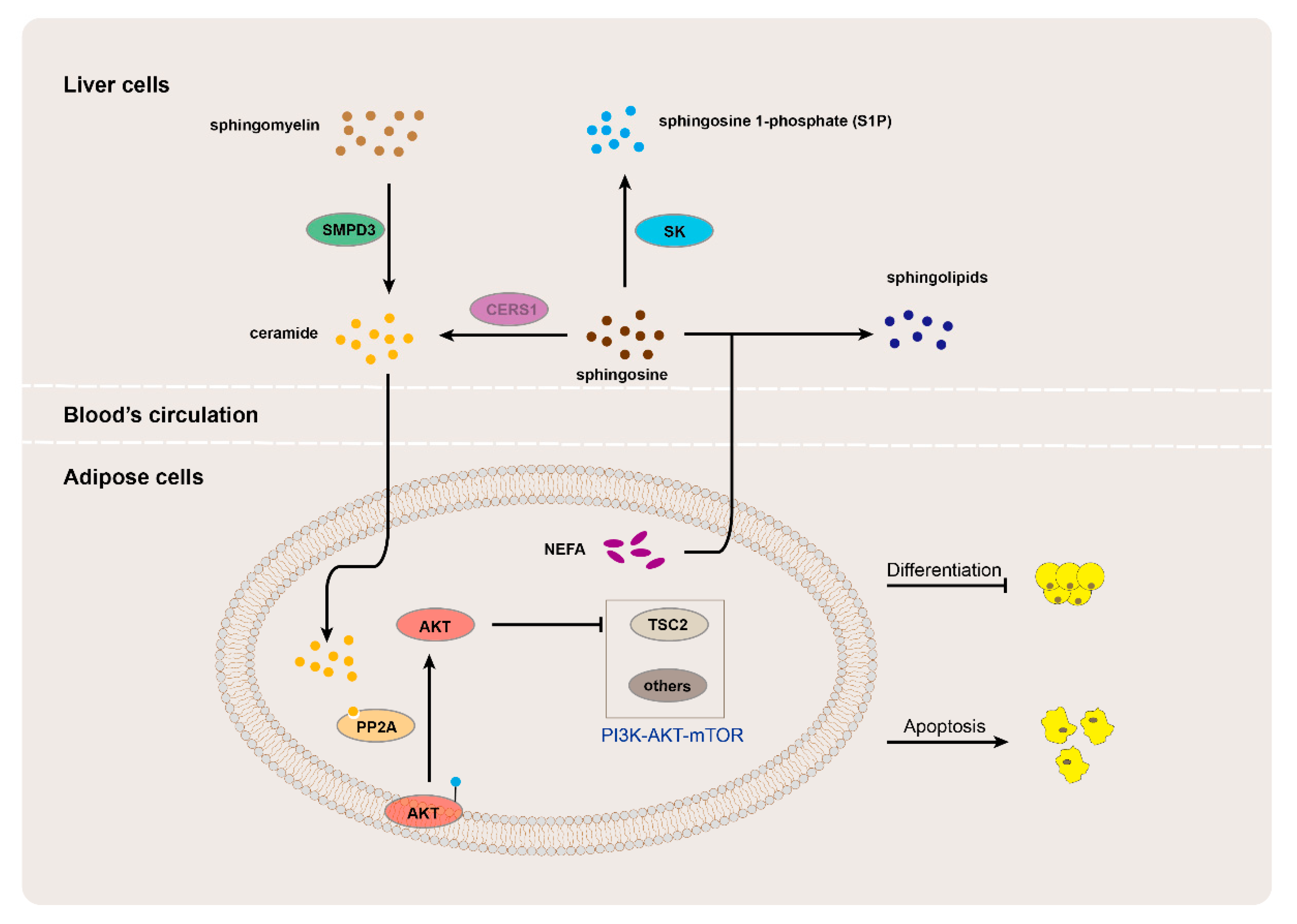 Animals 13 01060 g004 Animals 13 01060 g004