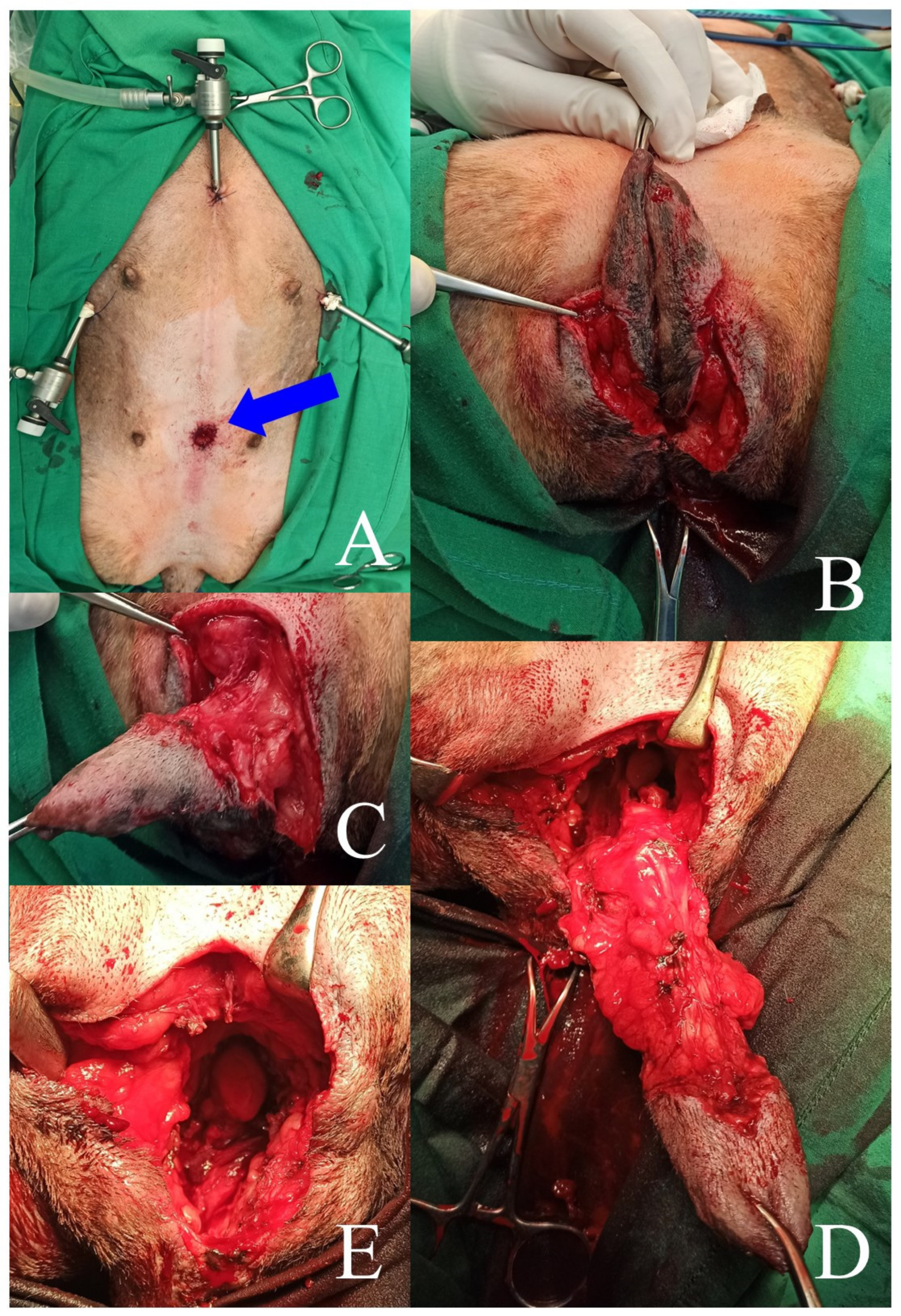 Animals 13 01074 g002 Animals 13 01074 g002