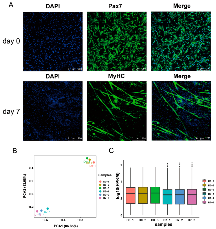 Animals 13 01076 g001 Animals 13 01076 g001