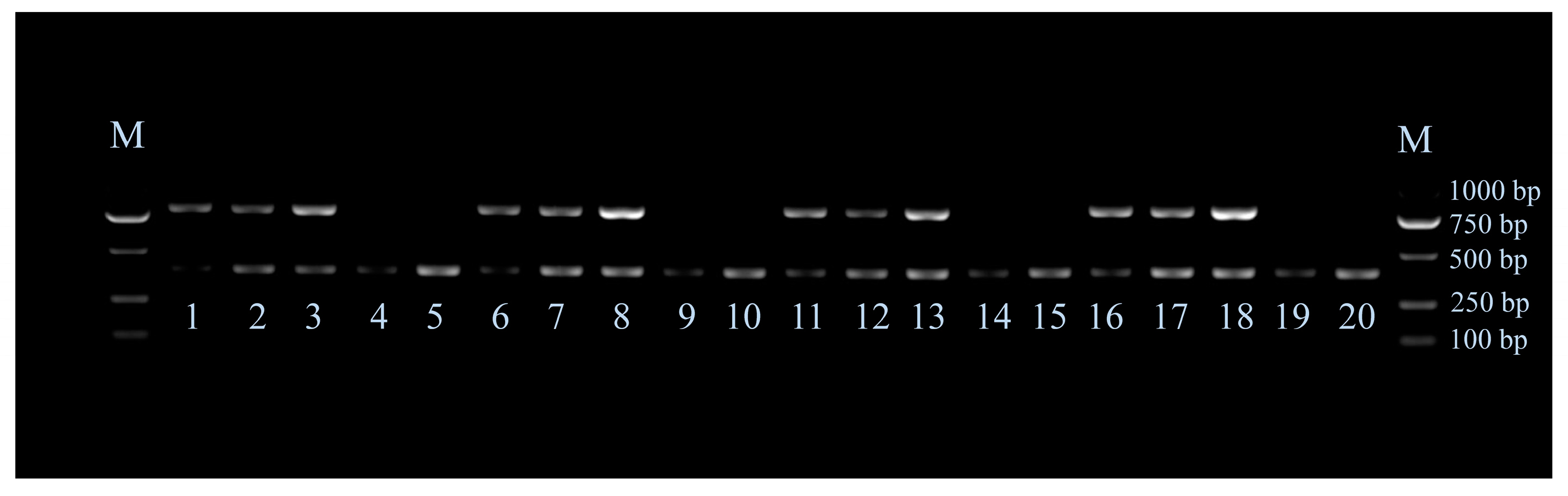 Animals 13 01091 g004