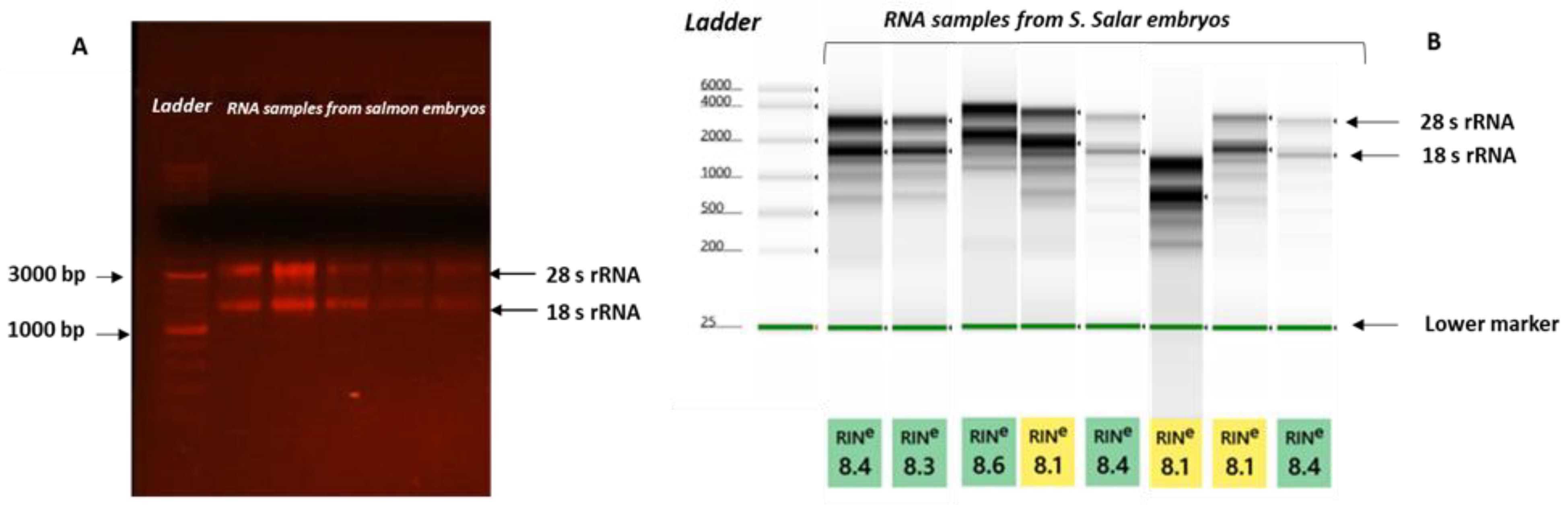 Animals 13 01094 g001