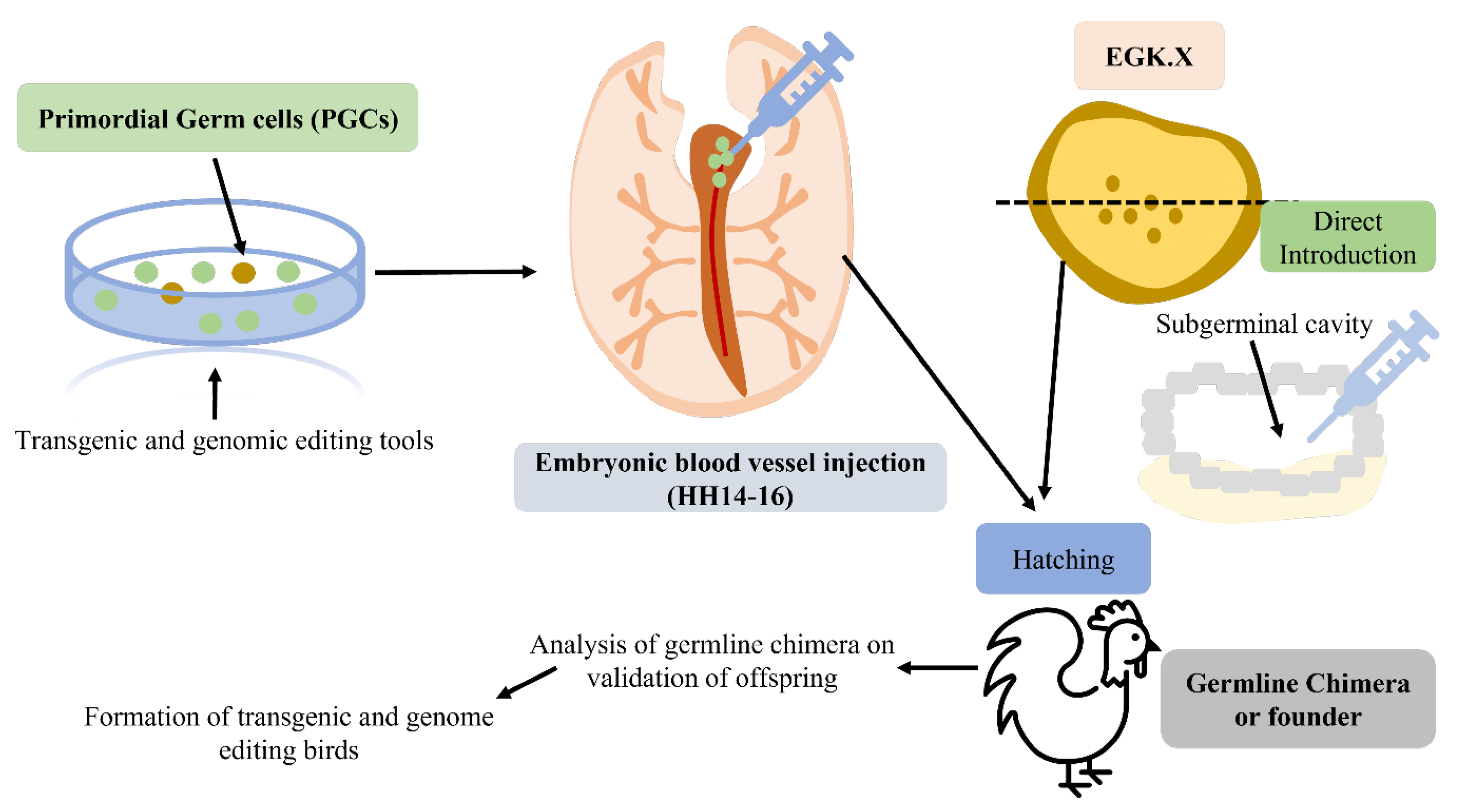 Animals 13 01096 g001