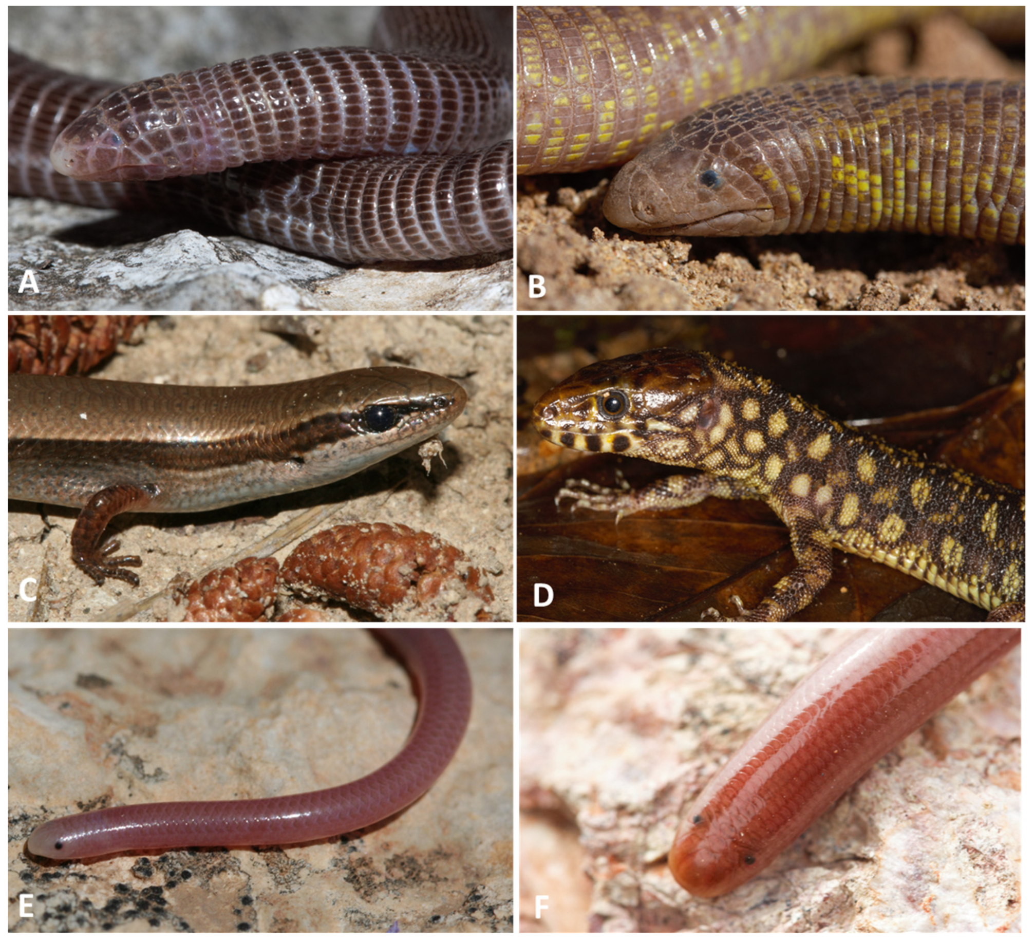 Animals 13 01108 g002