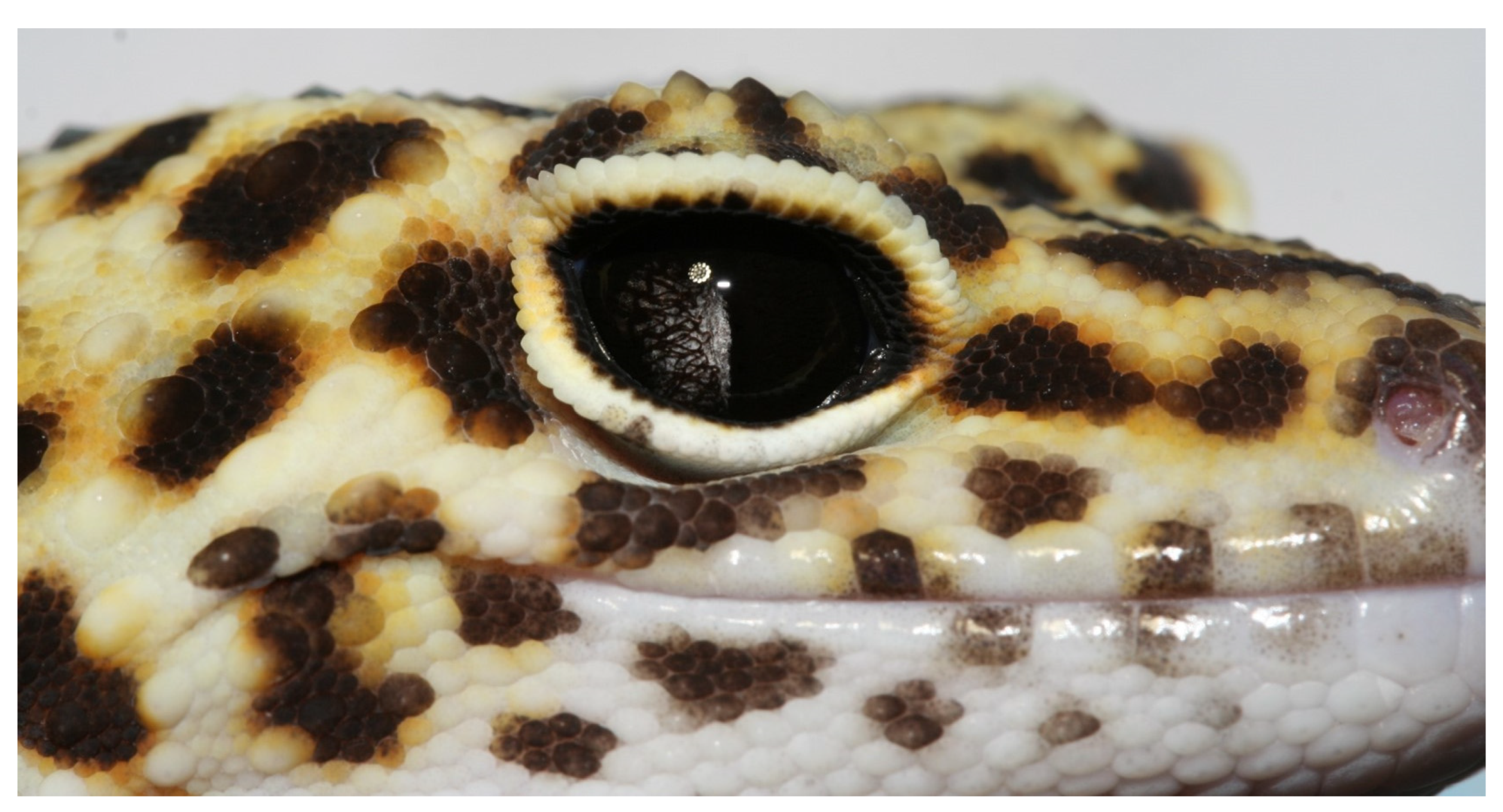 Animals 13 01108 g003